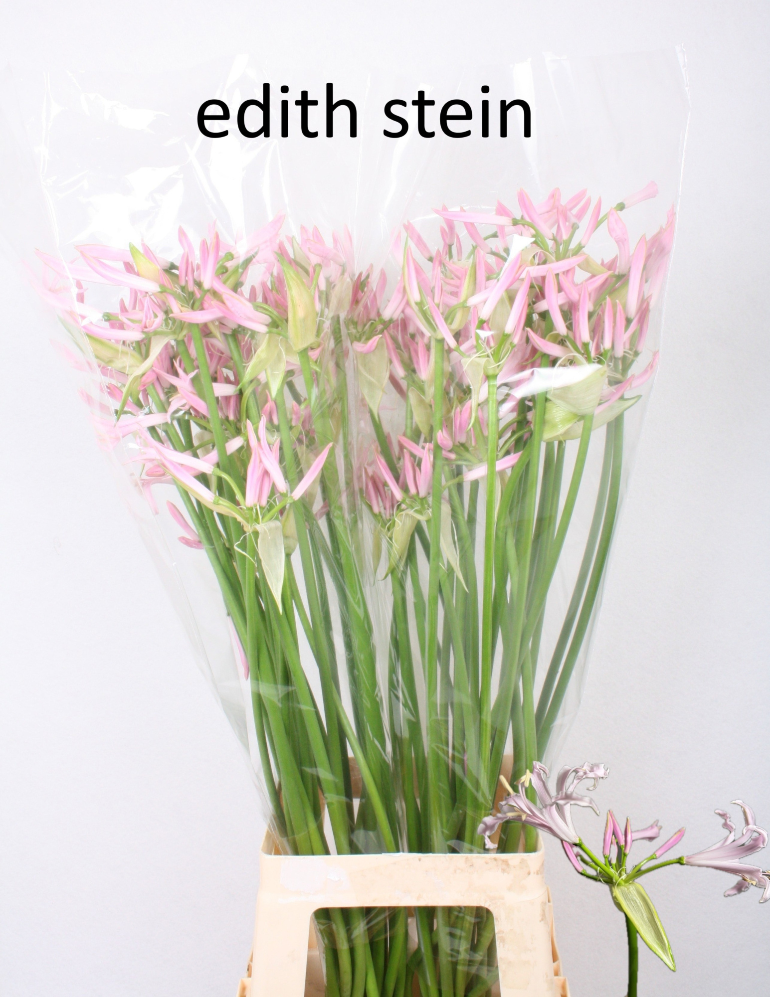 Нерине Боуден Овериг 70, шт.