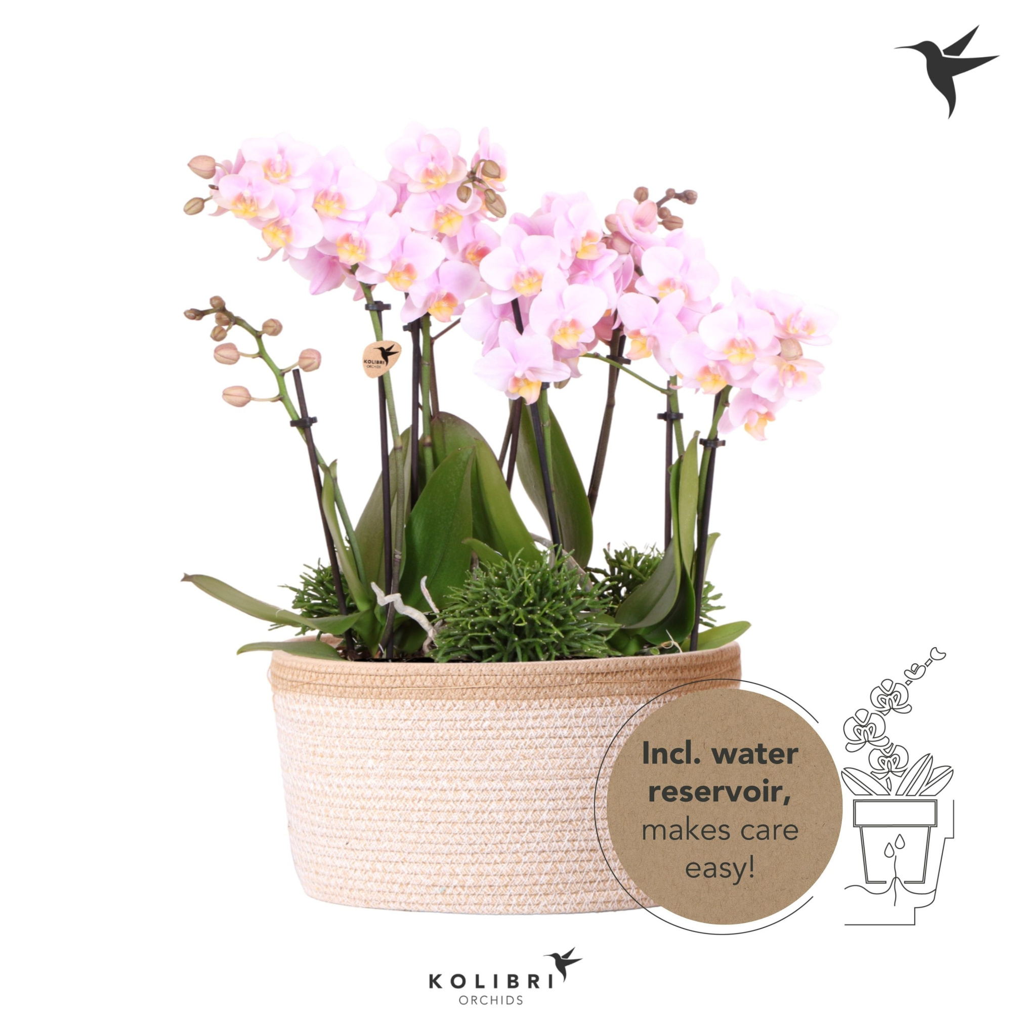 Kolibri Orchids Phalaenopsis Jungle Bouquet pink 6 spike in Basket white with watering system, D 28 cm