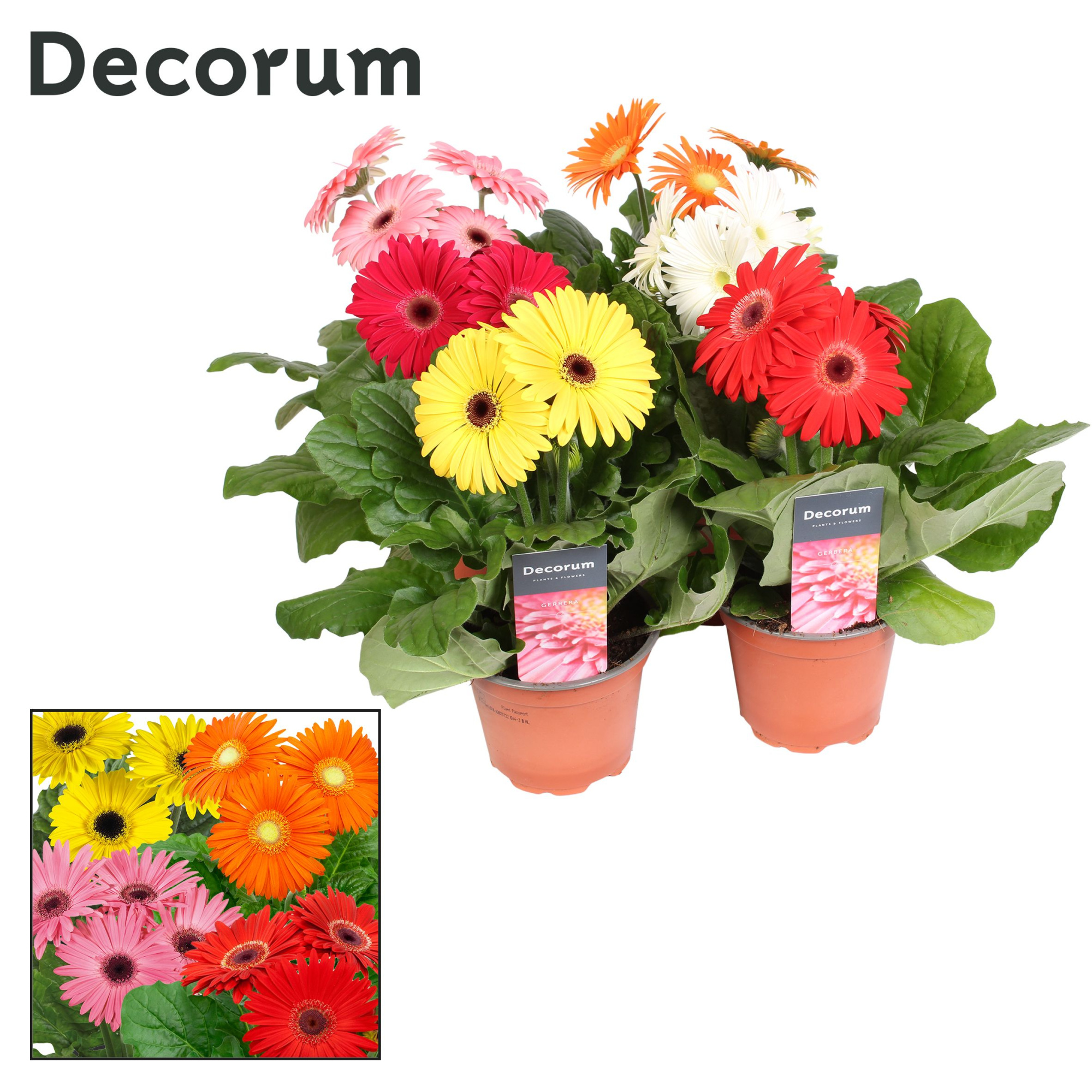 Gerbera 3+ bl. 12cm hoes Decorum, D 12 cm
