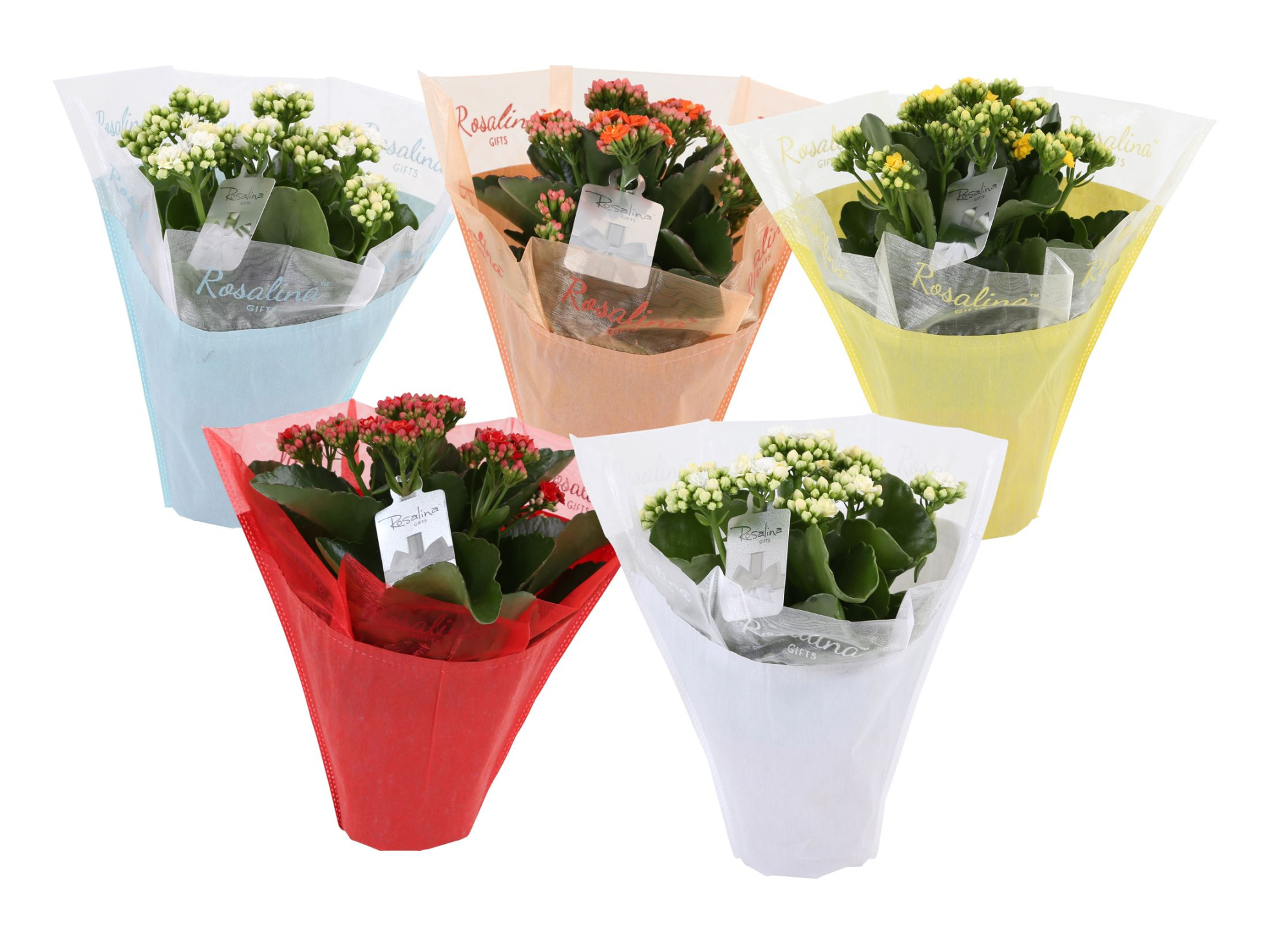 KP-729.1 - Kalanchoe Rosalina 12cm in pastel gifts ., D 12 cm