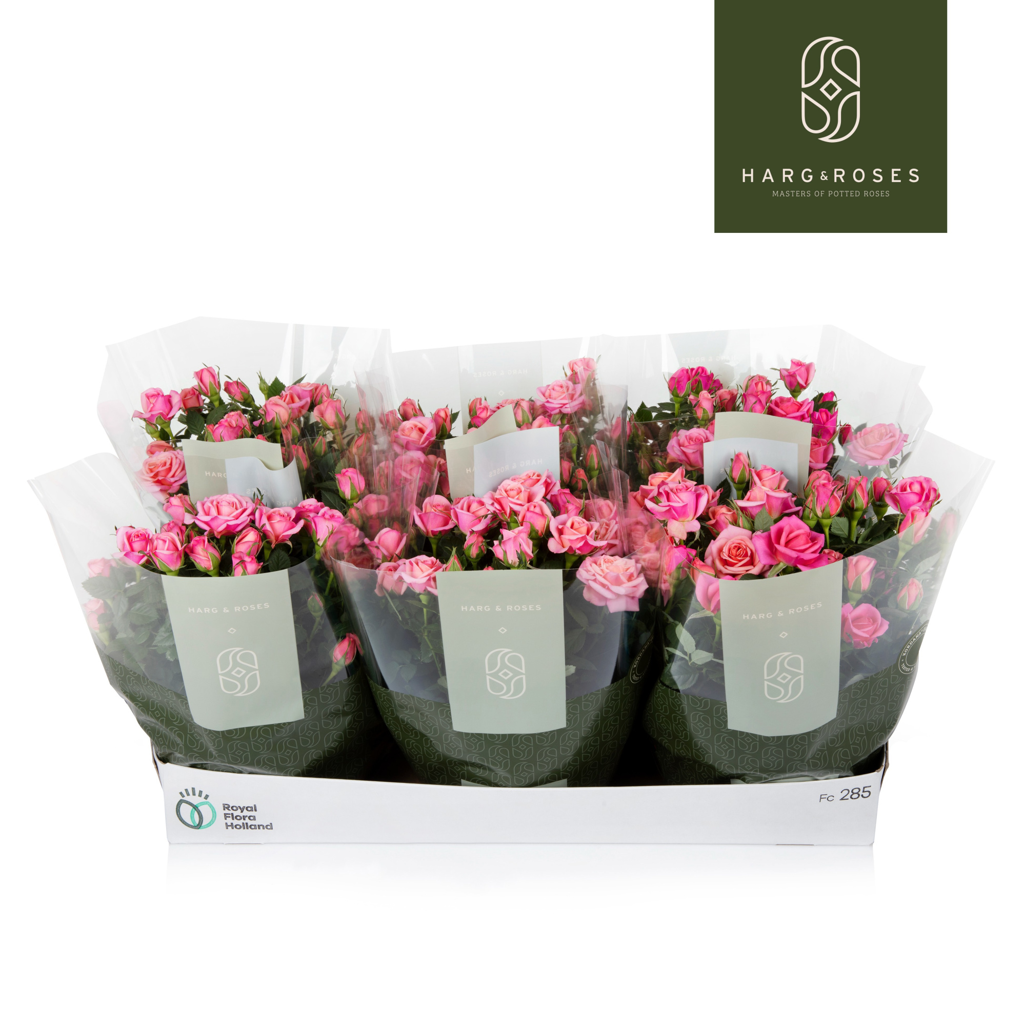 Rosa Kordana Schaal Flirt (roze), D 21