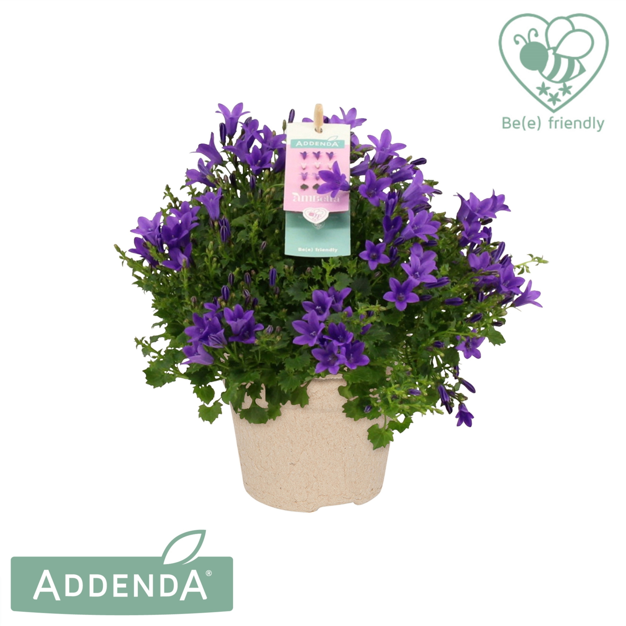 Campanula Intense Purple in Kraft Pot, D 10,5
