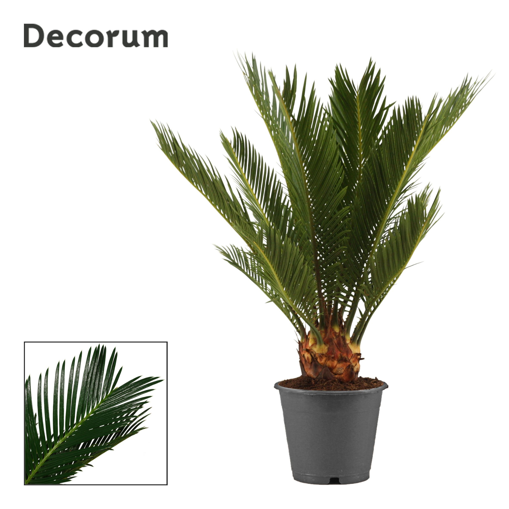 Cycas revoluta 12 cm, 6+ veren (Decorum), D 12 cm