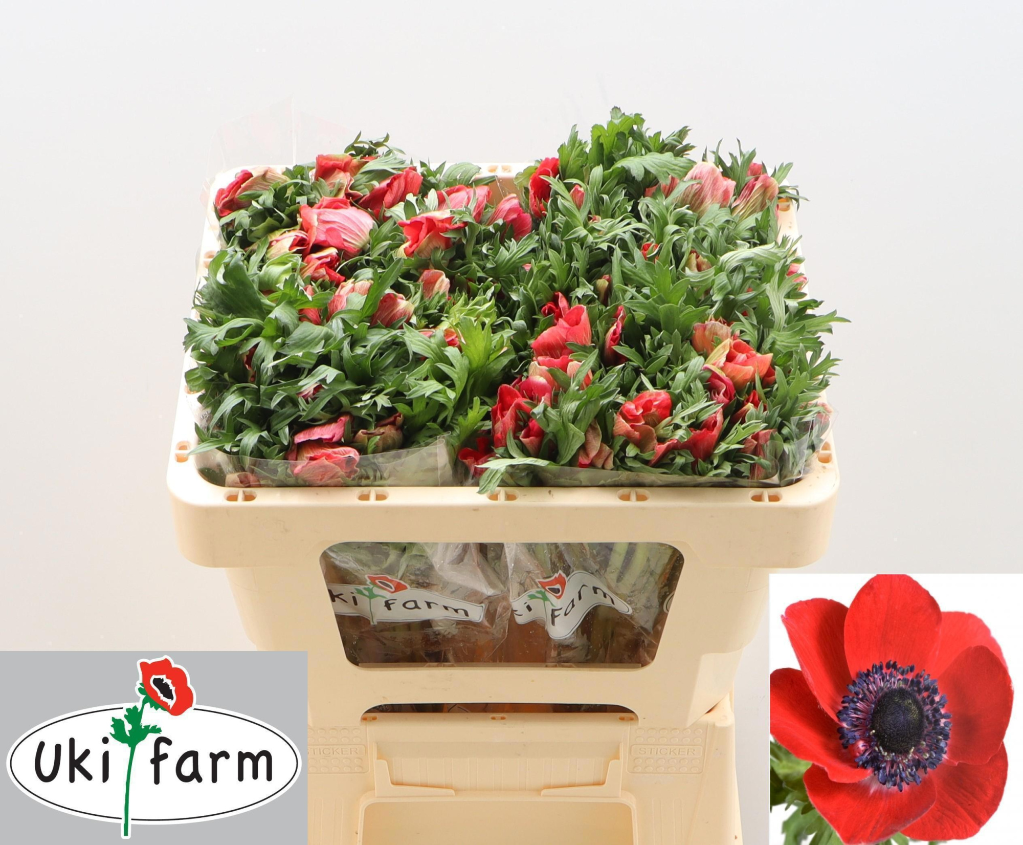 Анемон Галил Рэд 45 (красн.), шт.