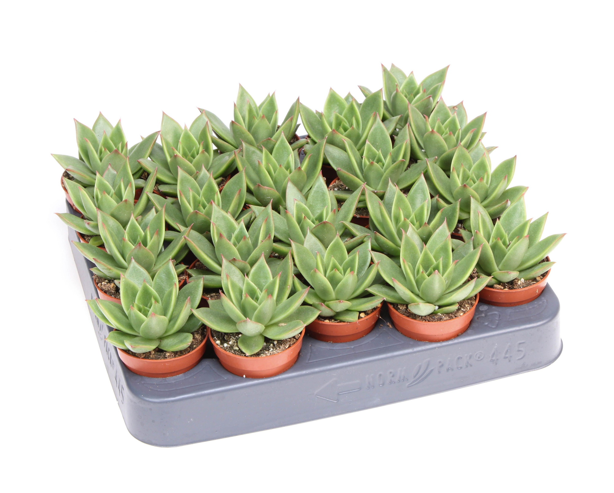 Echeveria miranda, D 5,5 cm