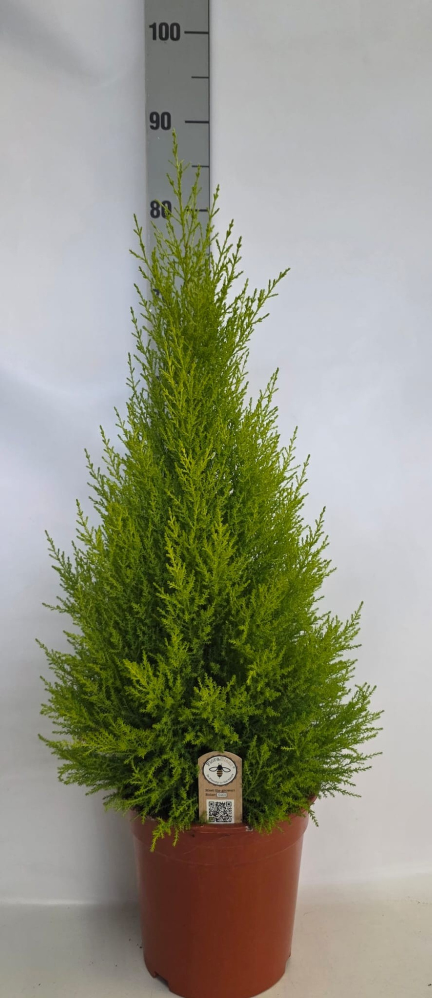 Cupressus piramide 21cm, D 21 cm