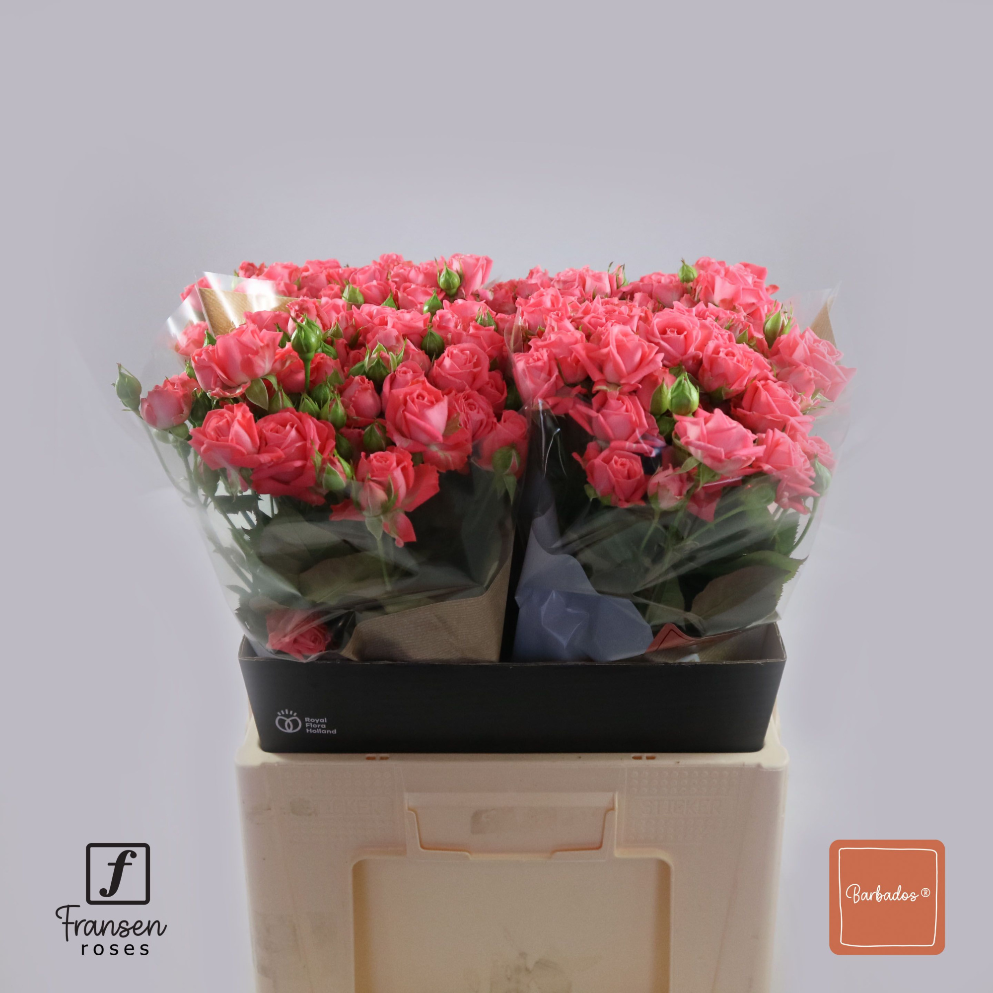 Роза куст. Барбадос 60, шт.