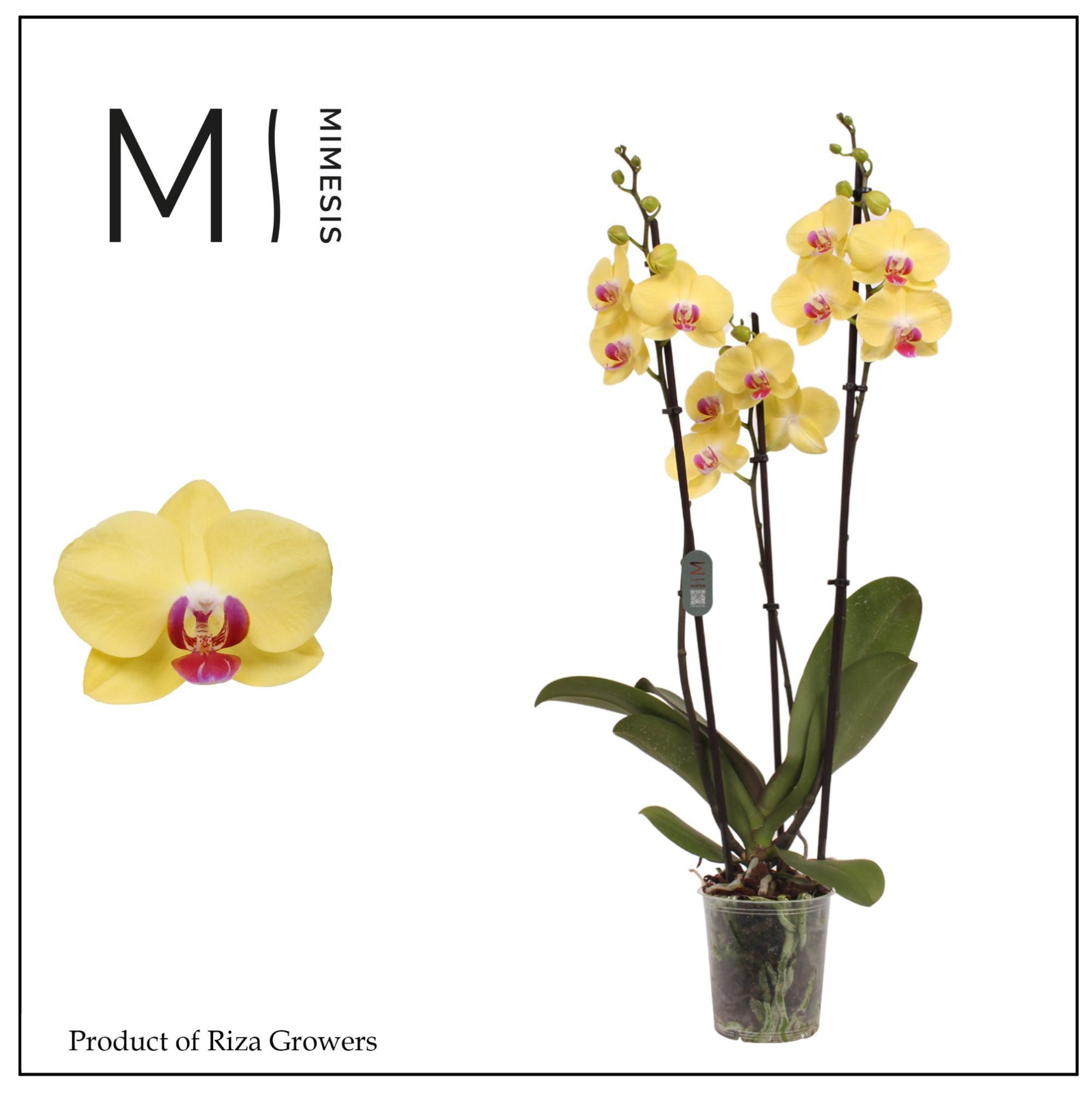Phalaenopsis Miraflore 3 spike - 12cm | Mimesis, D 12 cm