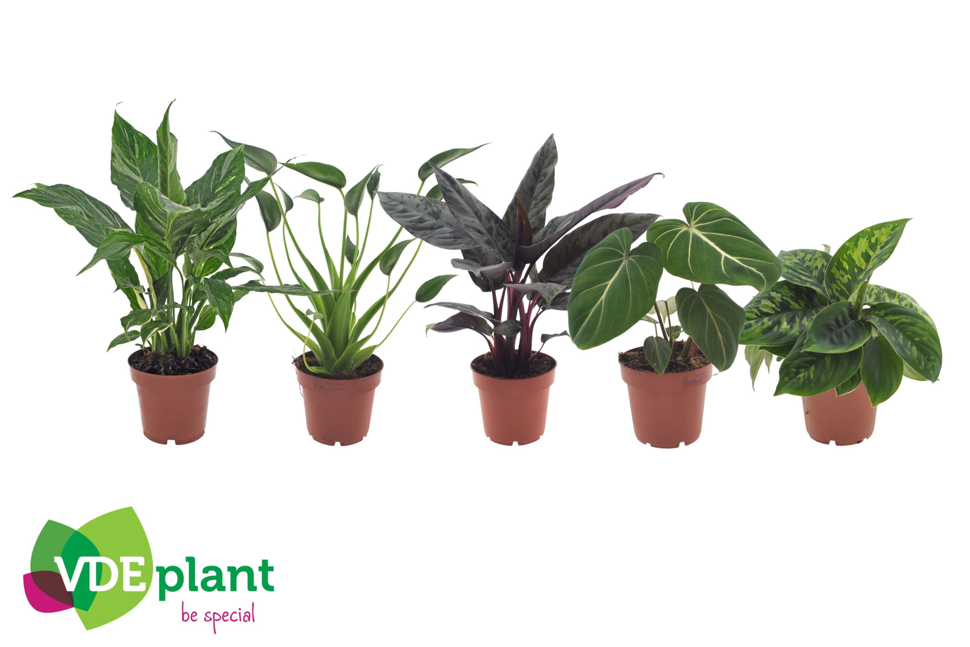 Premium mix 12cm, D 12 cm