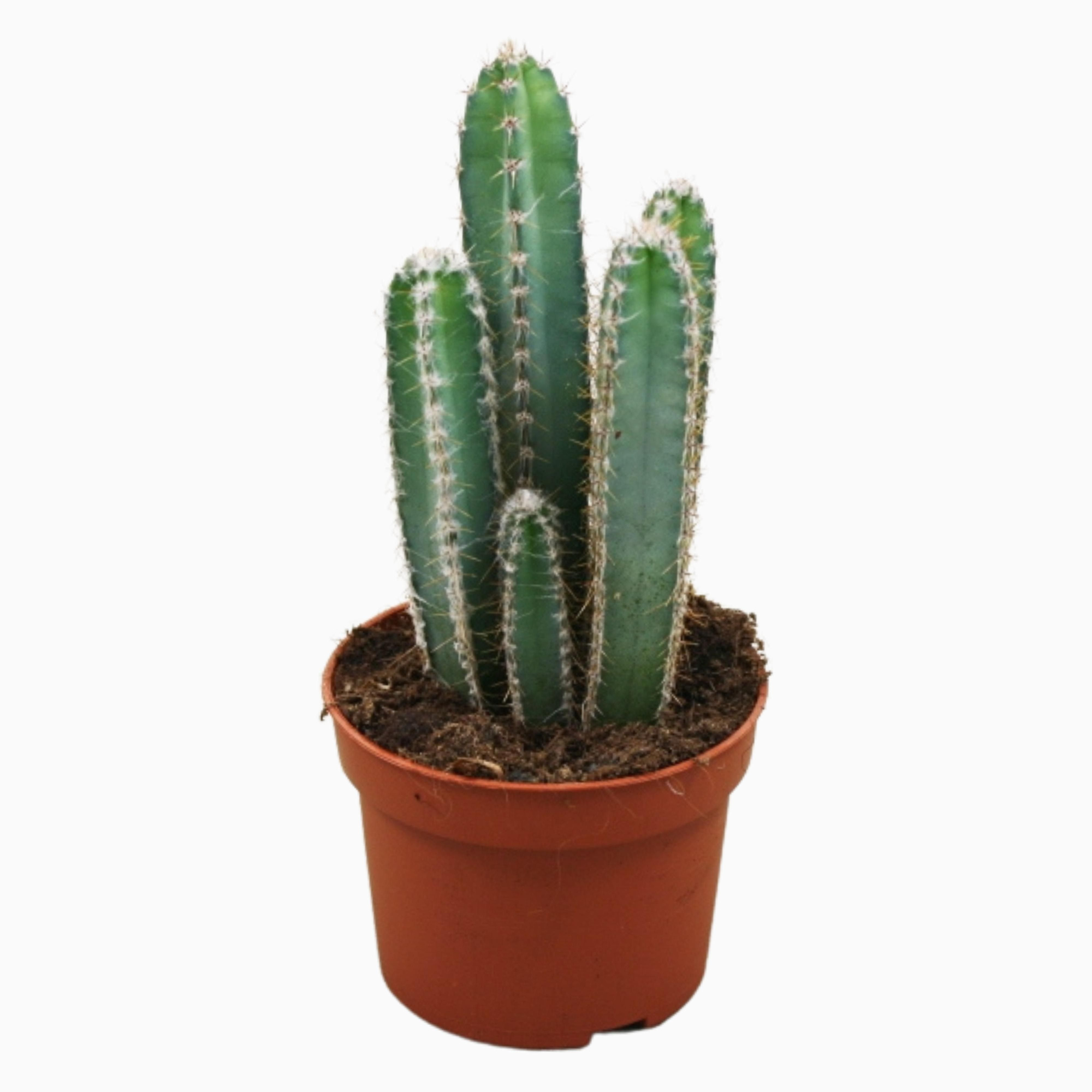 Cereus forbesii 10,5 cm, D 10,5