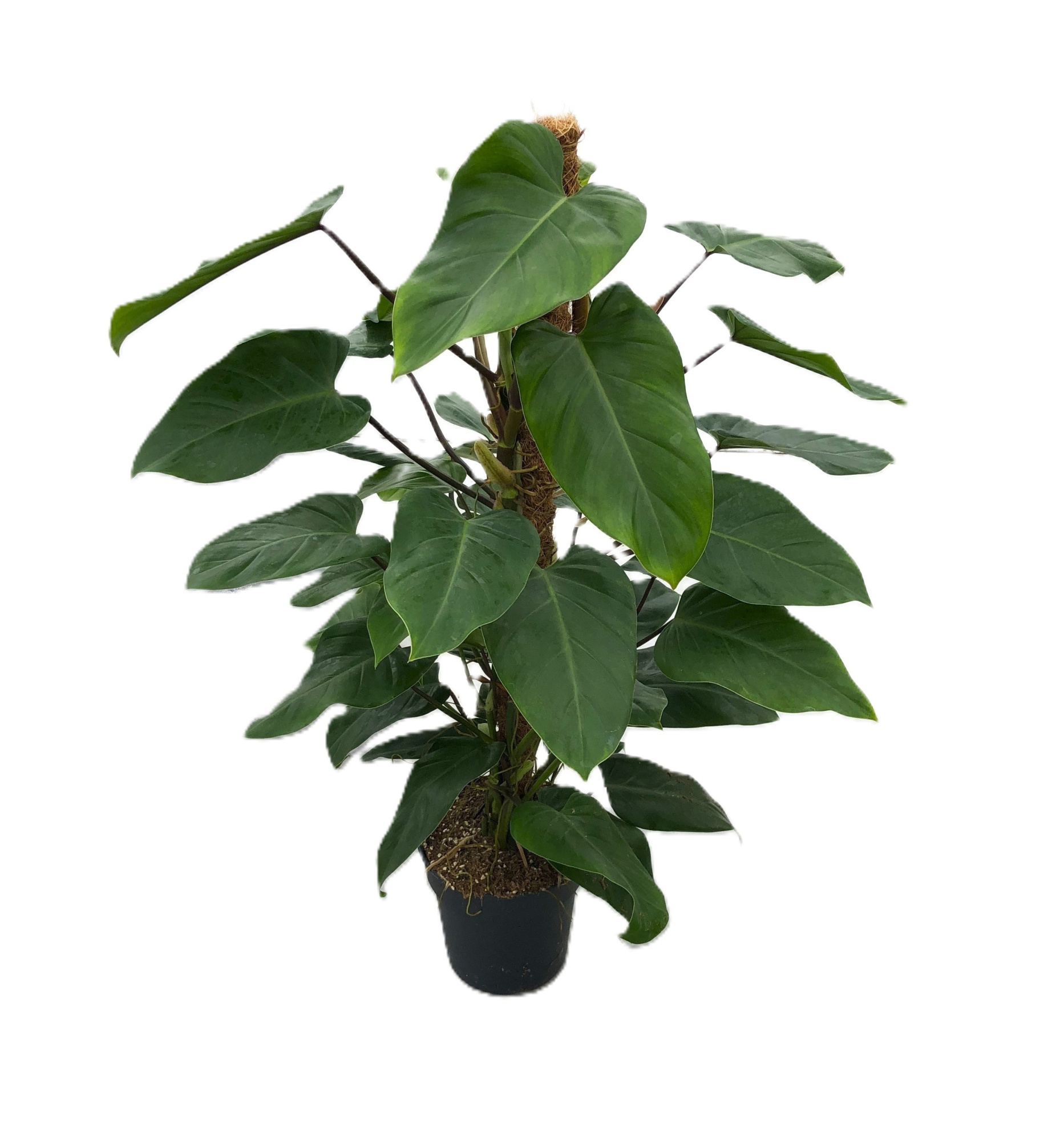 Philodendron "Emerald Queen" p21 mosstok 100cm, D 21