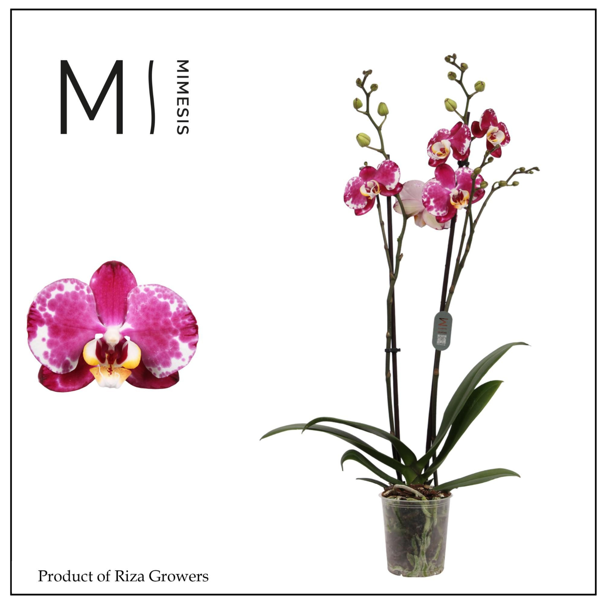 Phalaenopsis Indus 2 spike - 12cm | Mimesis, D 12 cm
