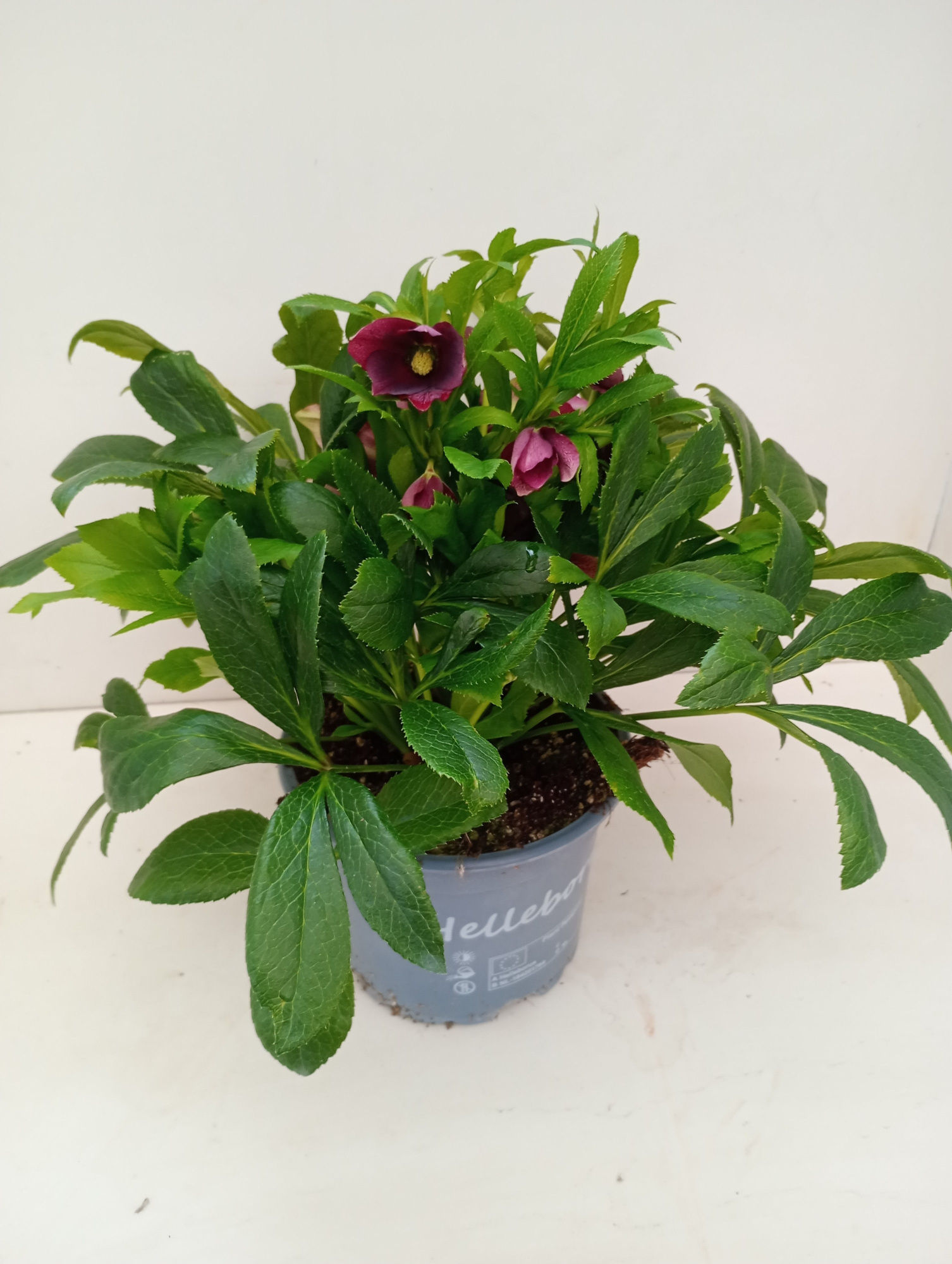 Helleborus victoria, D 17 cm