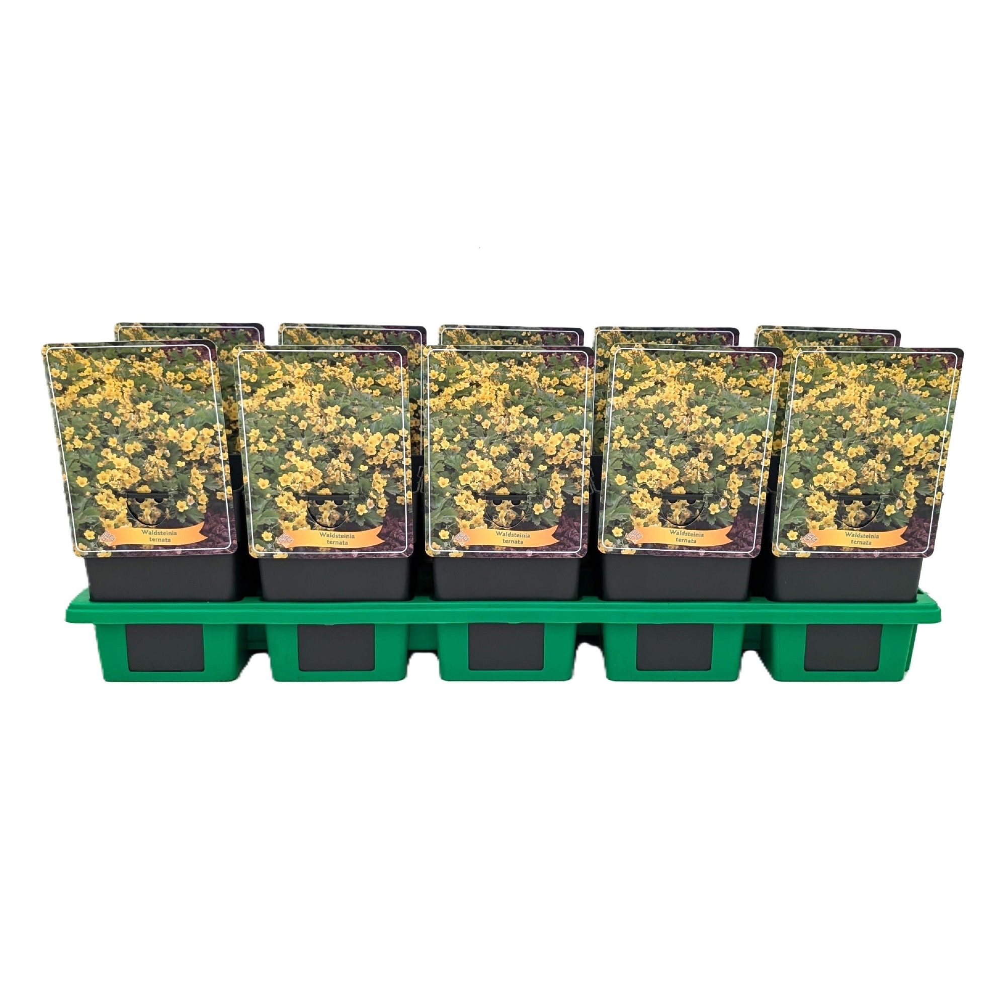 Waldsteinia Ternata P11, D 11 cm