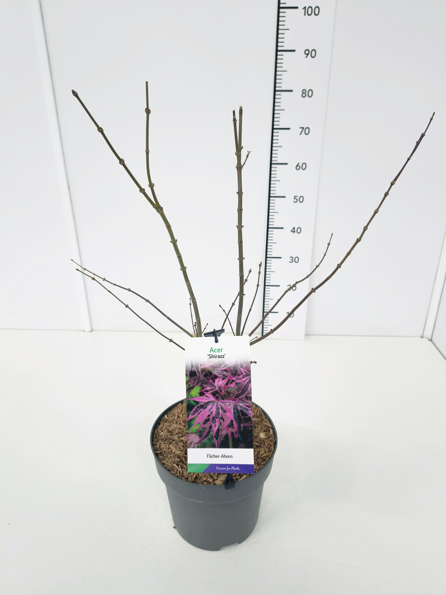 Acer palm. 'Shirazz' 50-60C7, D 25