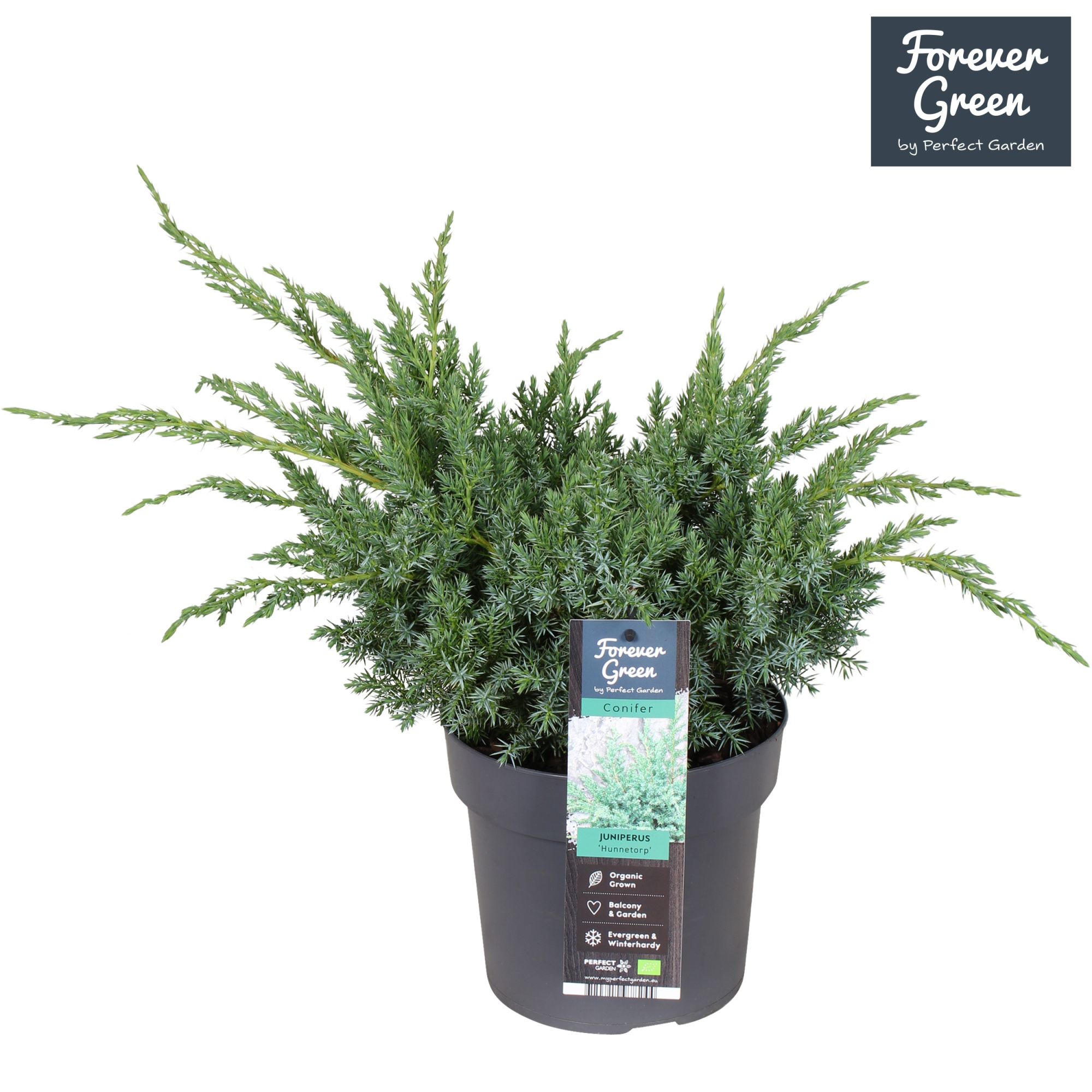 Juniperus squamata 'Hunnetorp' P19, D 19 cm