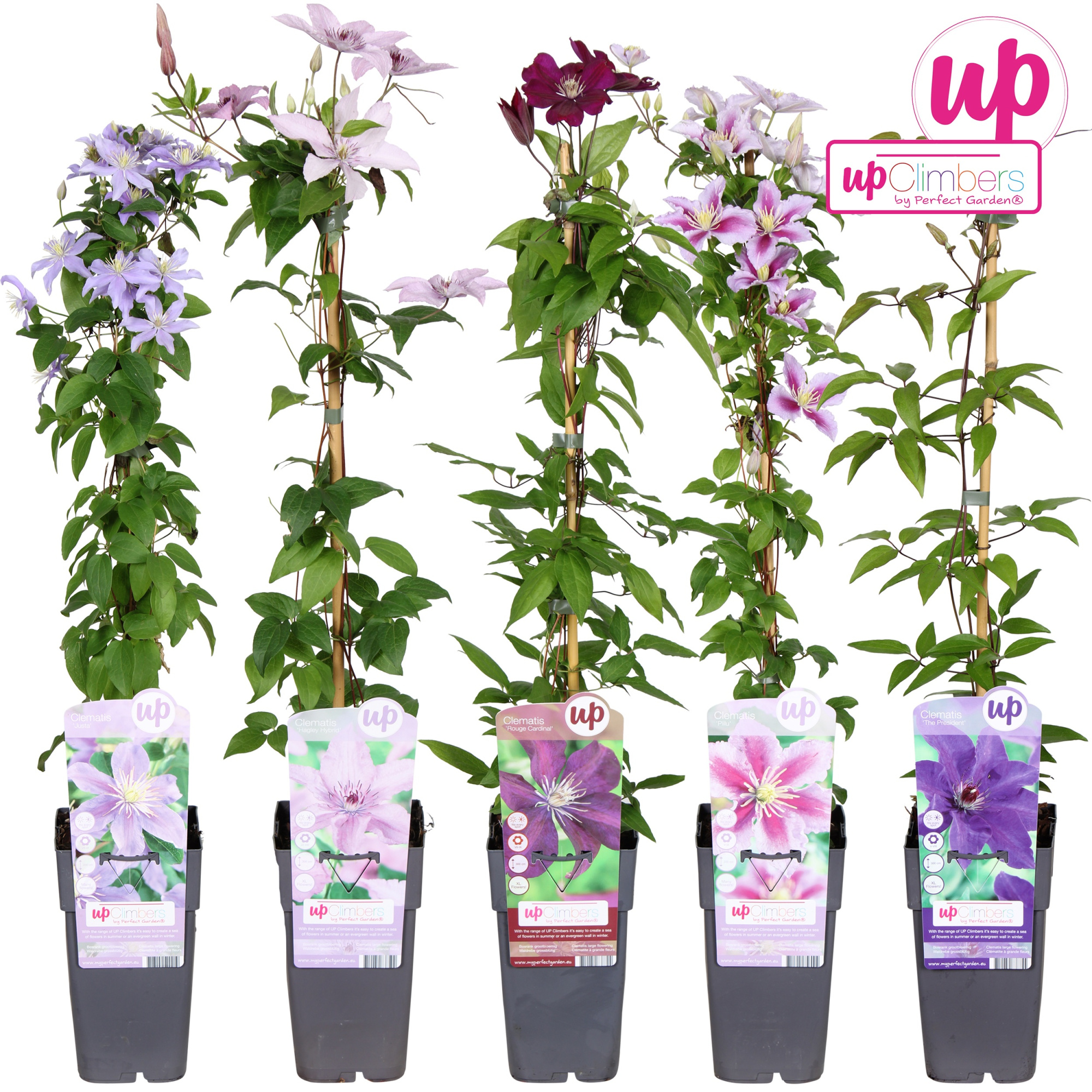 Clematis mix laag grootbloemig P15, D 15 cm