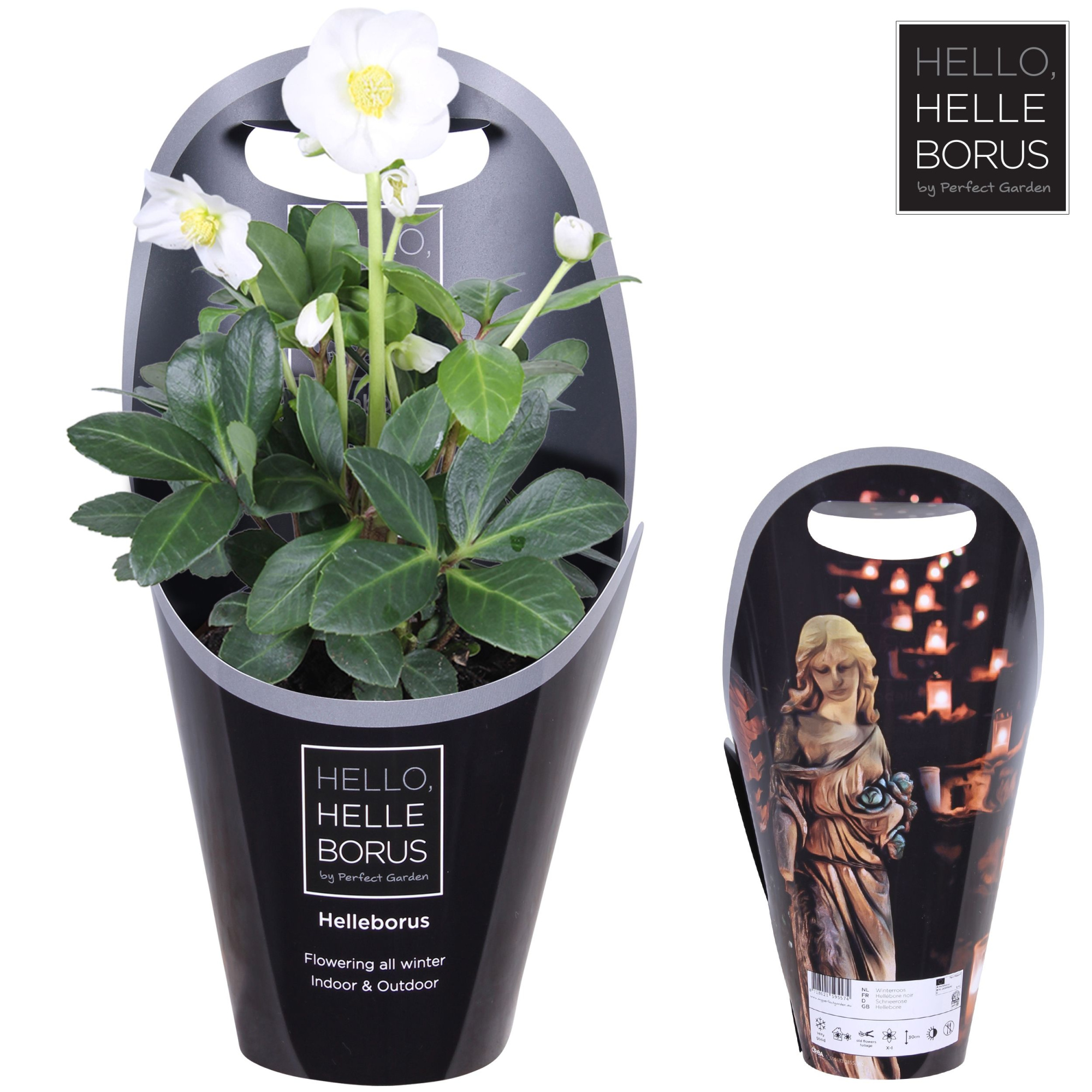 Helleborus niger 'Christmas Carol' P12 (Allerheiligen potcover), D 12 cm