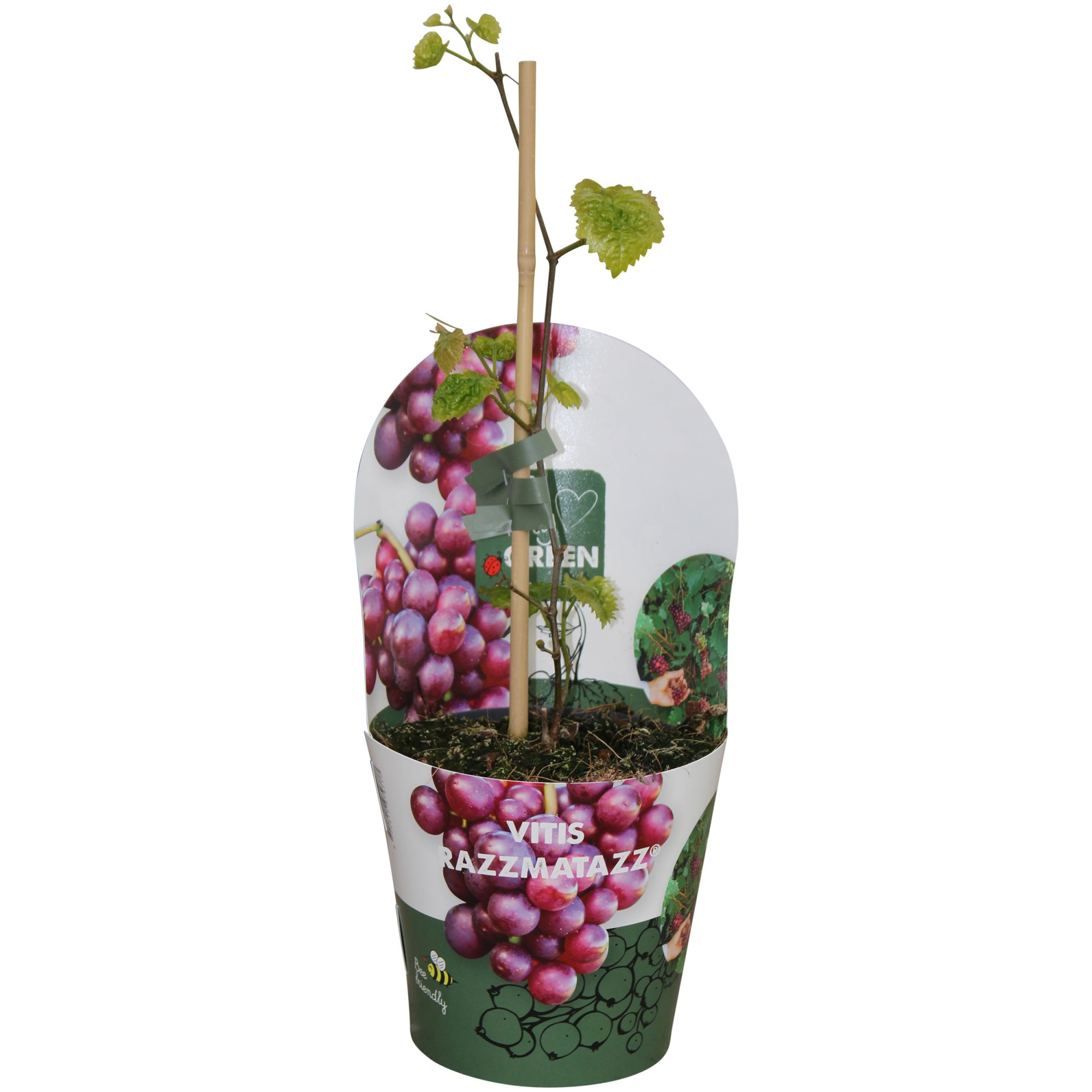 Vitis hybrid 'RazzMatazz'® P14, D 14