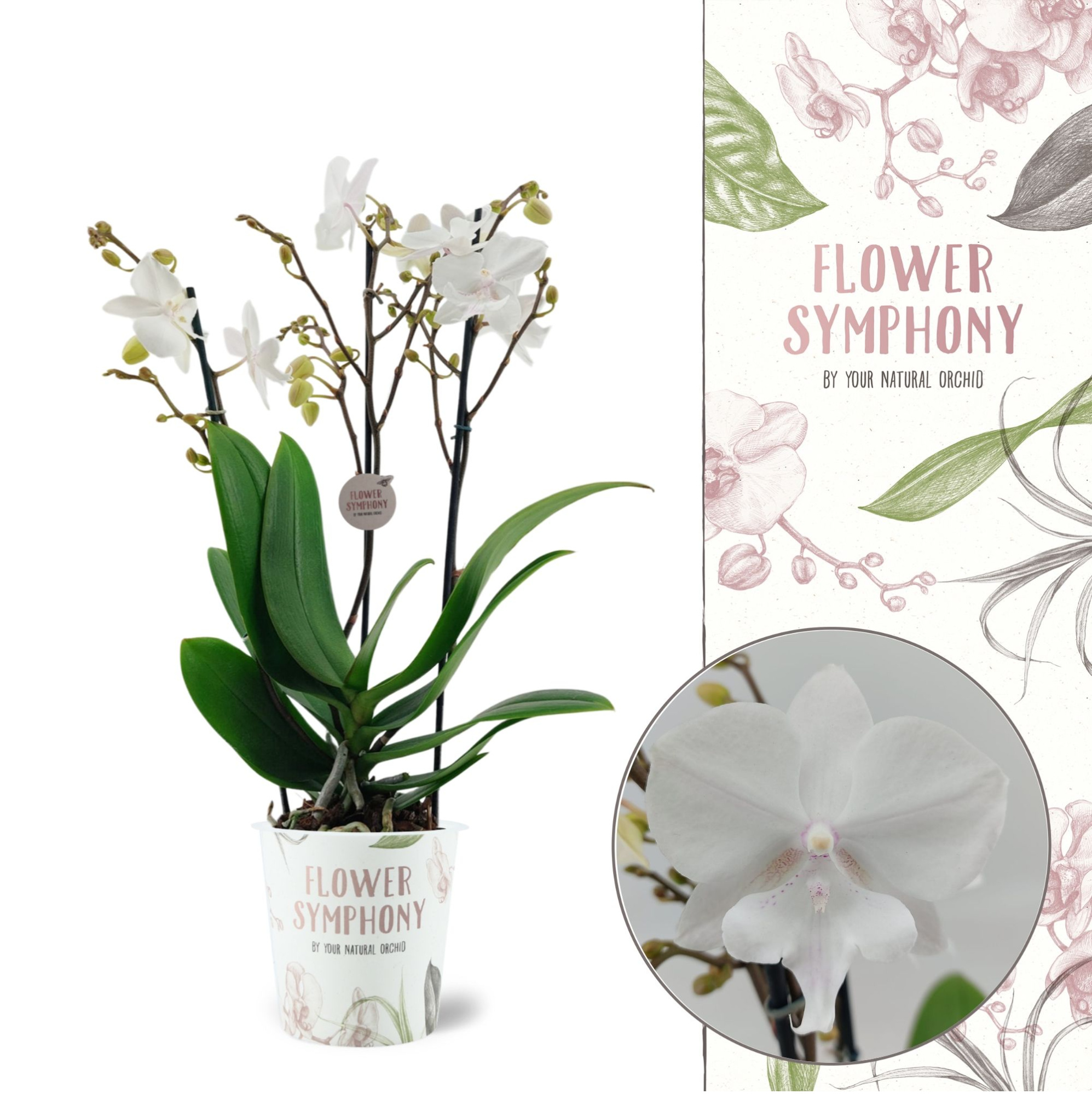 Flower Symphony | Manta Similan | Phalaenopis 3 spike, D 12 cm