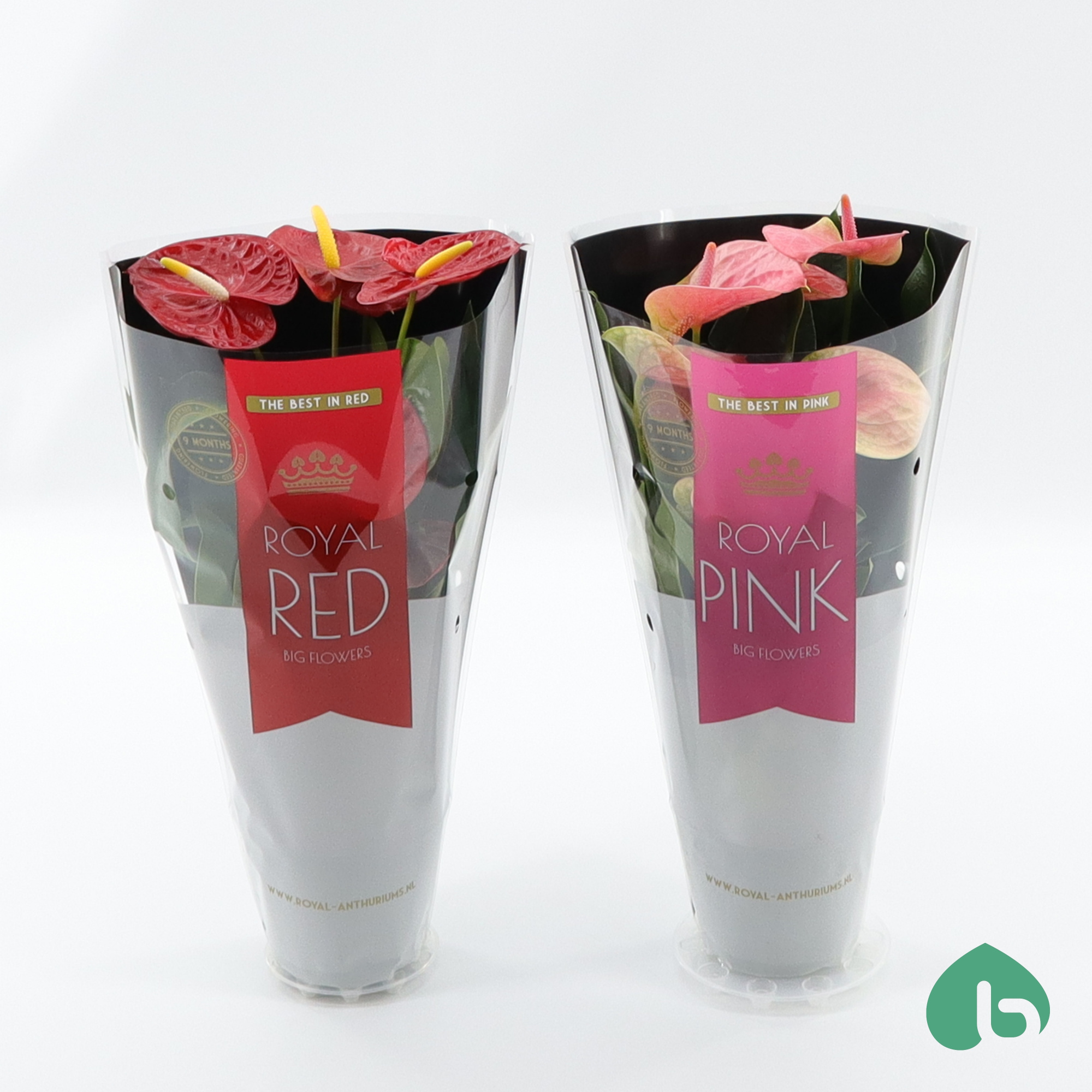 Anthurium Royal Mix ''Big Flowers'' 2 Colors, D 12 cm