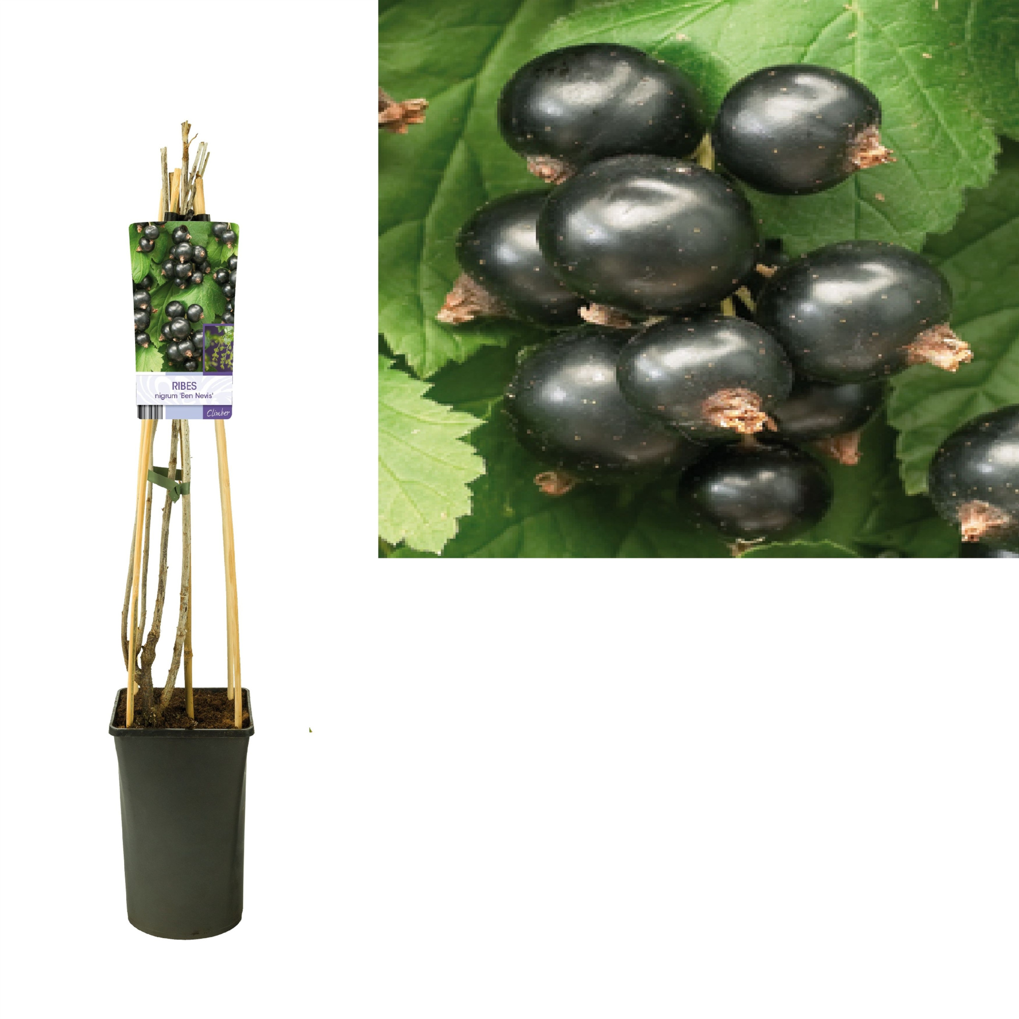 Ribes nigrum 'Ben Nevis' +light label, D 17 cm