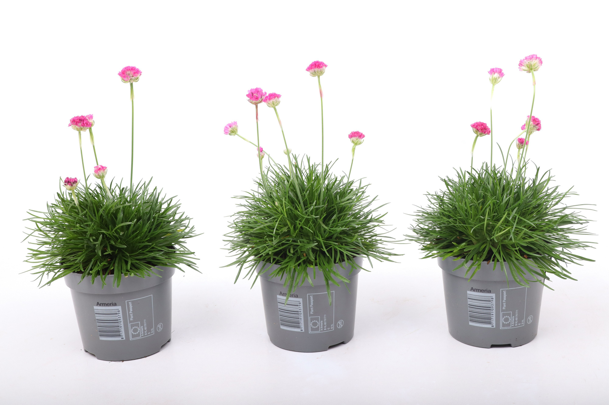 Armeria maritima 'Abbey Deep Rose', D 12