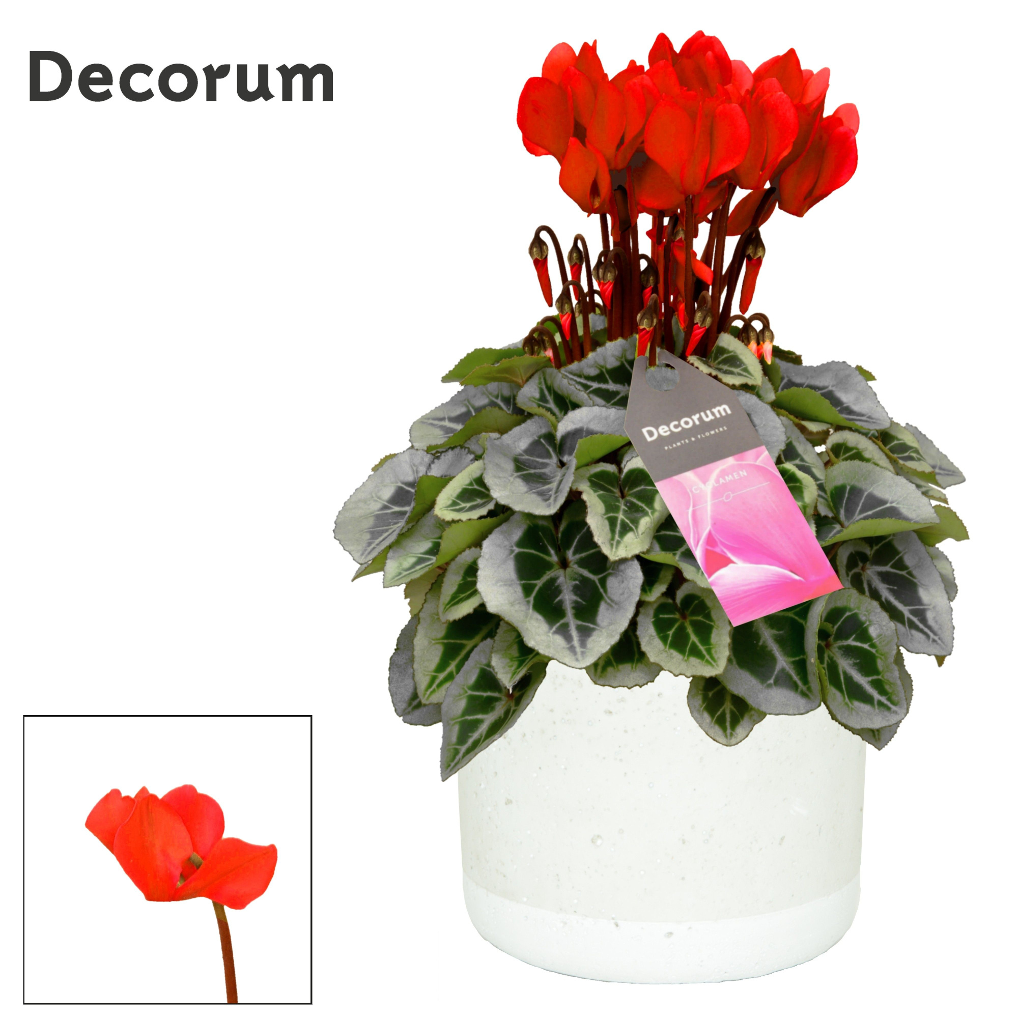 Cyclamen SS Picasso Rood in Jade Decorum, D 14 cm