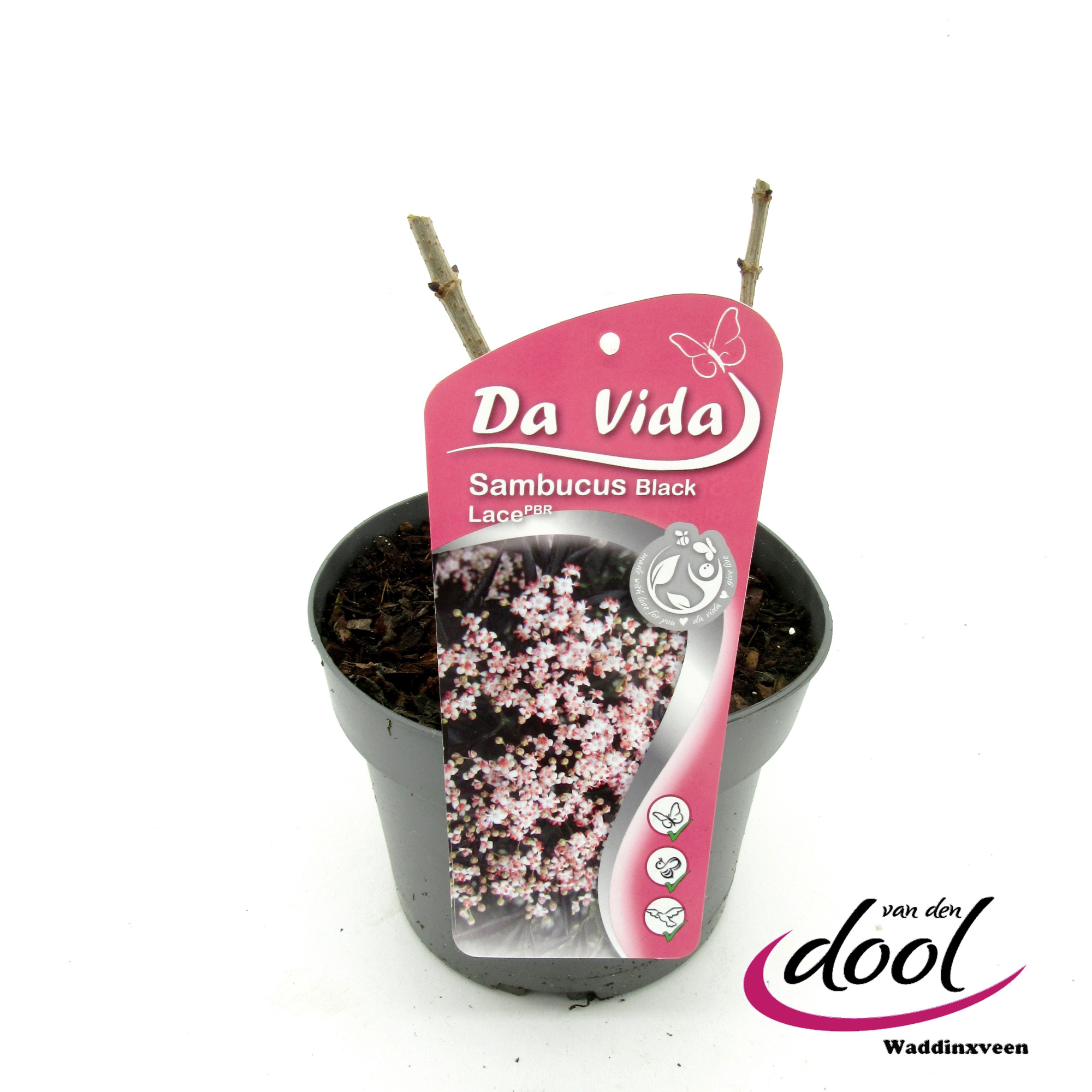 Sambucus Black Lace, D 19