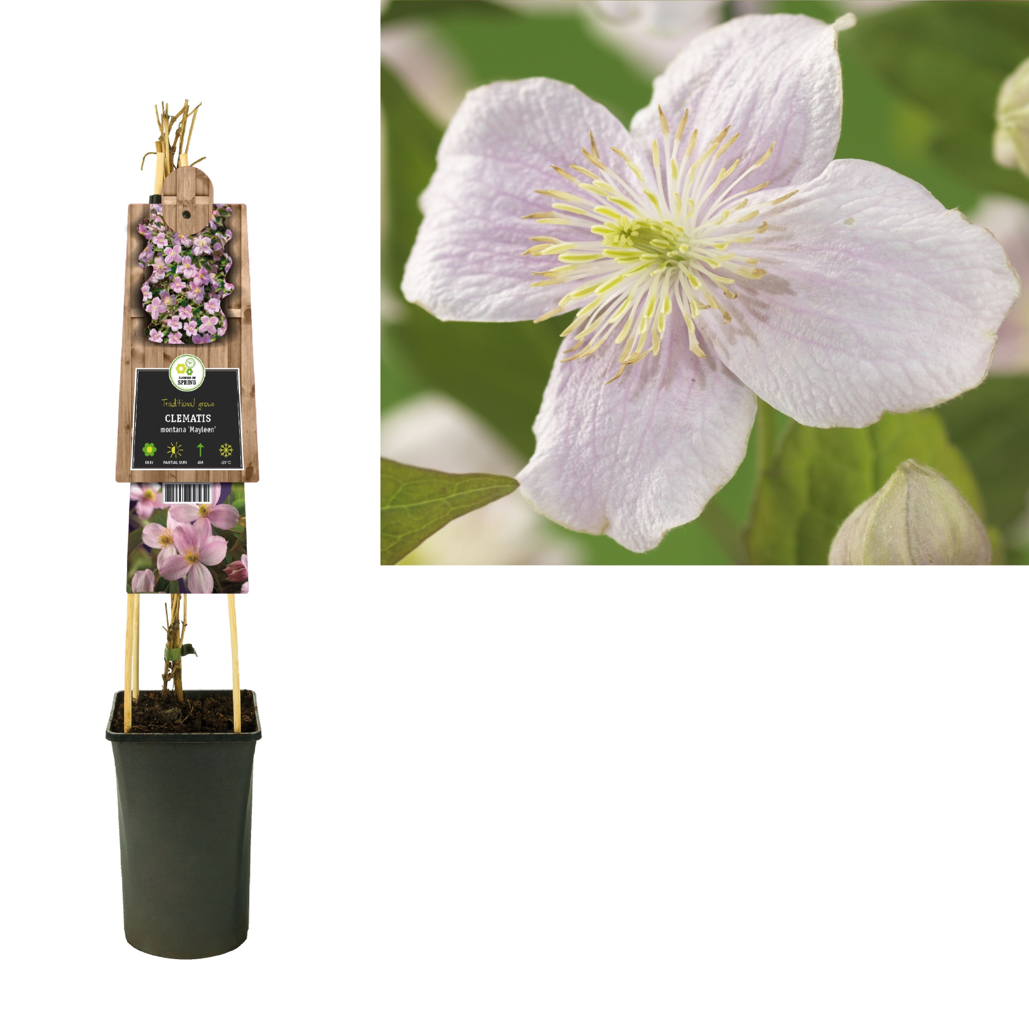 Clematis montana 'Mayleen' +3.0 label, D 17 cm