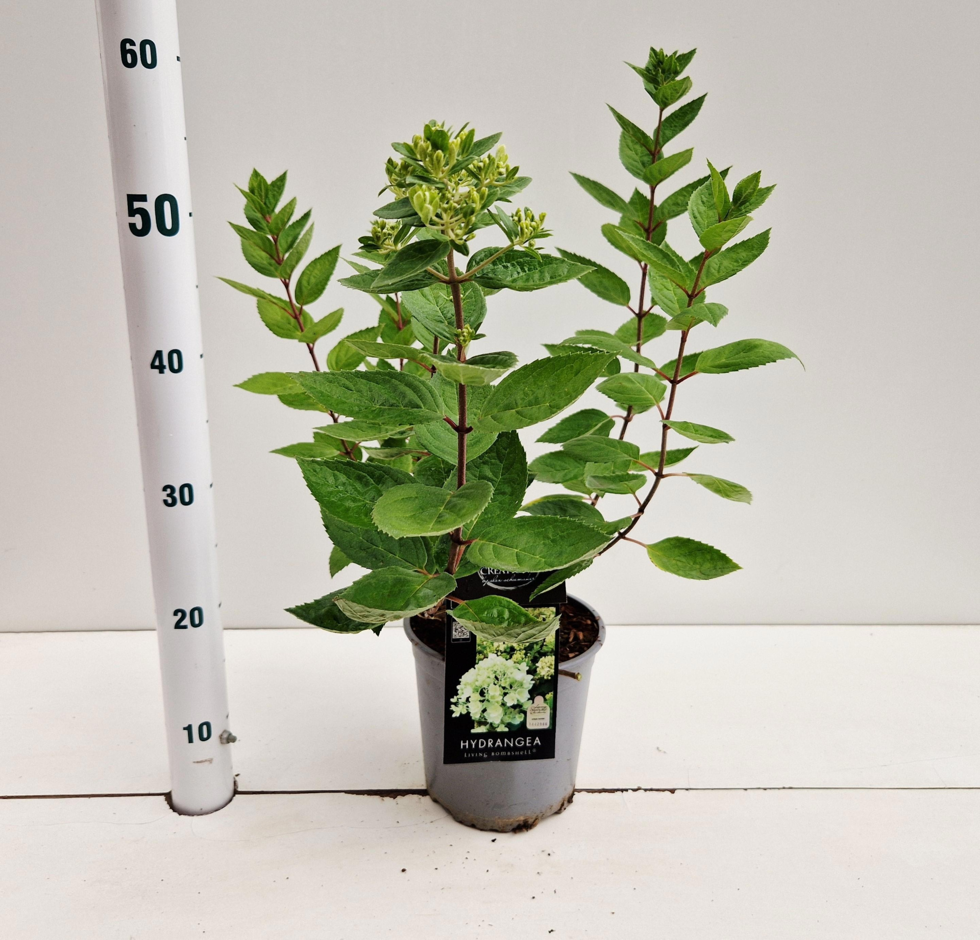 Hydrangea pan. ‘Bombshell’ PBR, D 17 cm