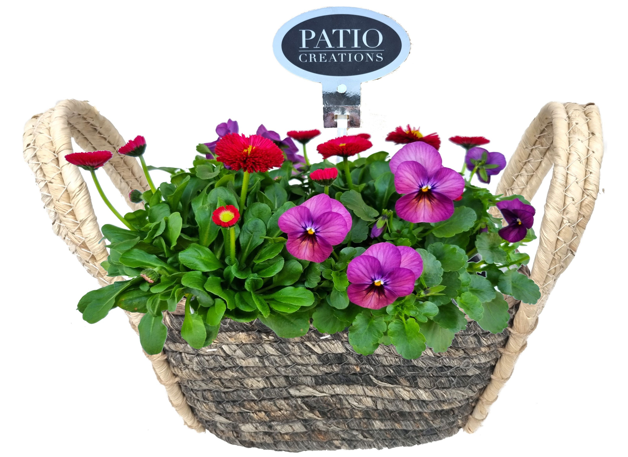 VB778-9001 Viola/Bellis Levi S, D 21