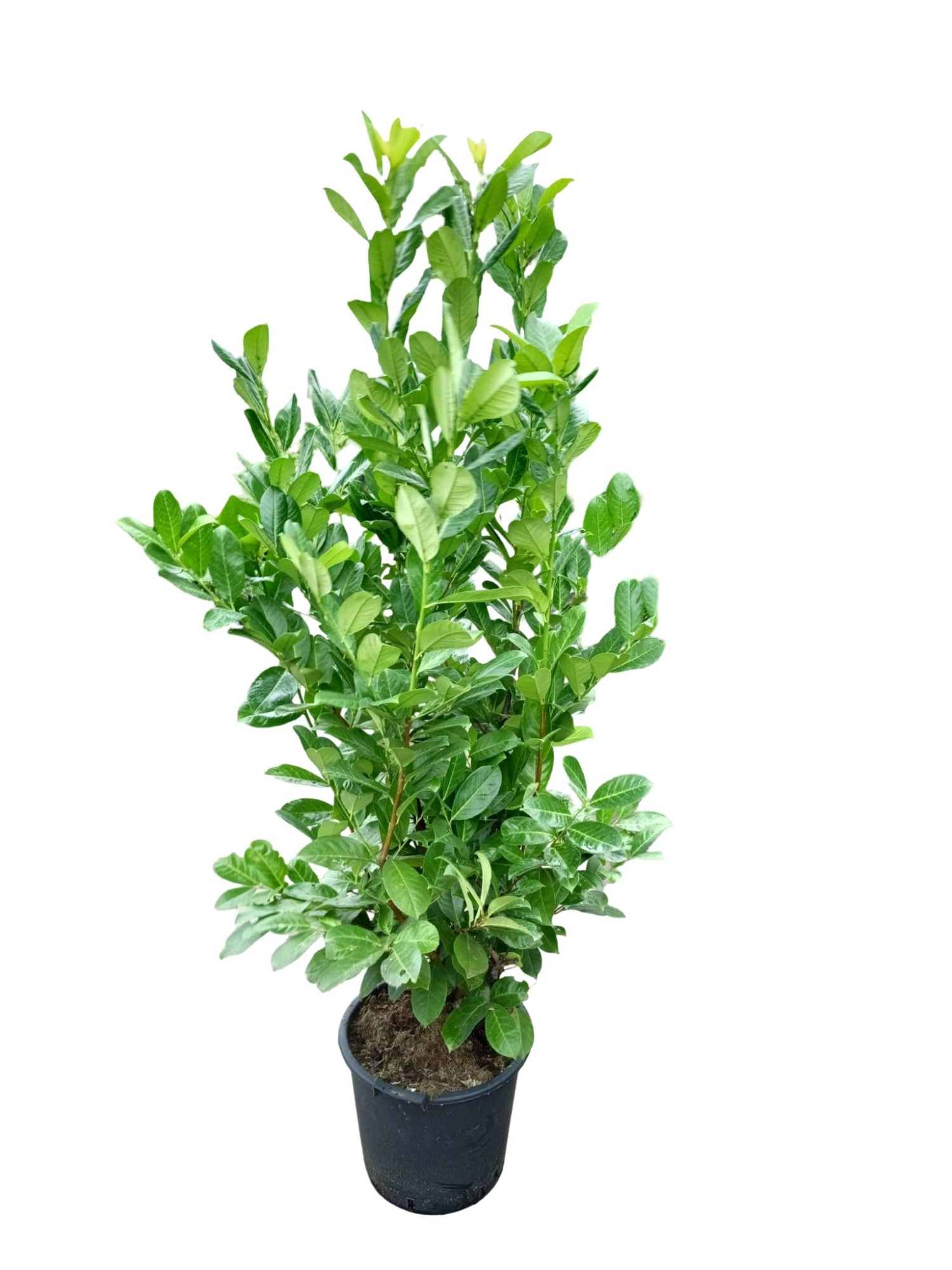 Prunus laurocerasus Rotundifolia C30, D 40 cm