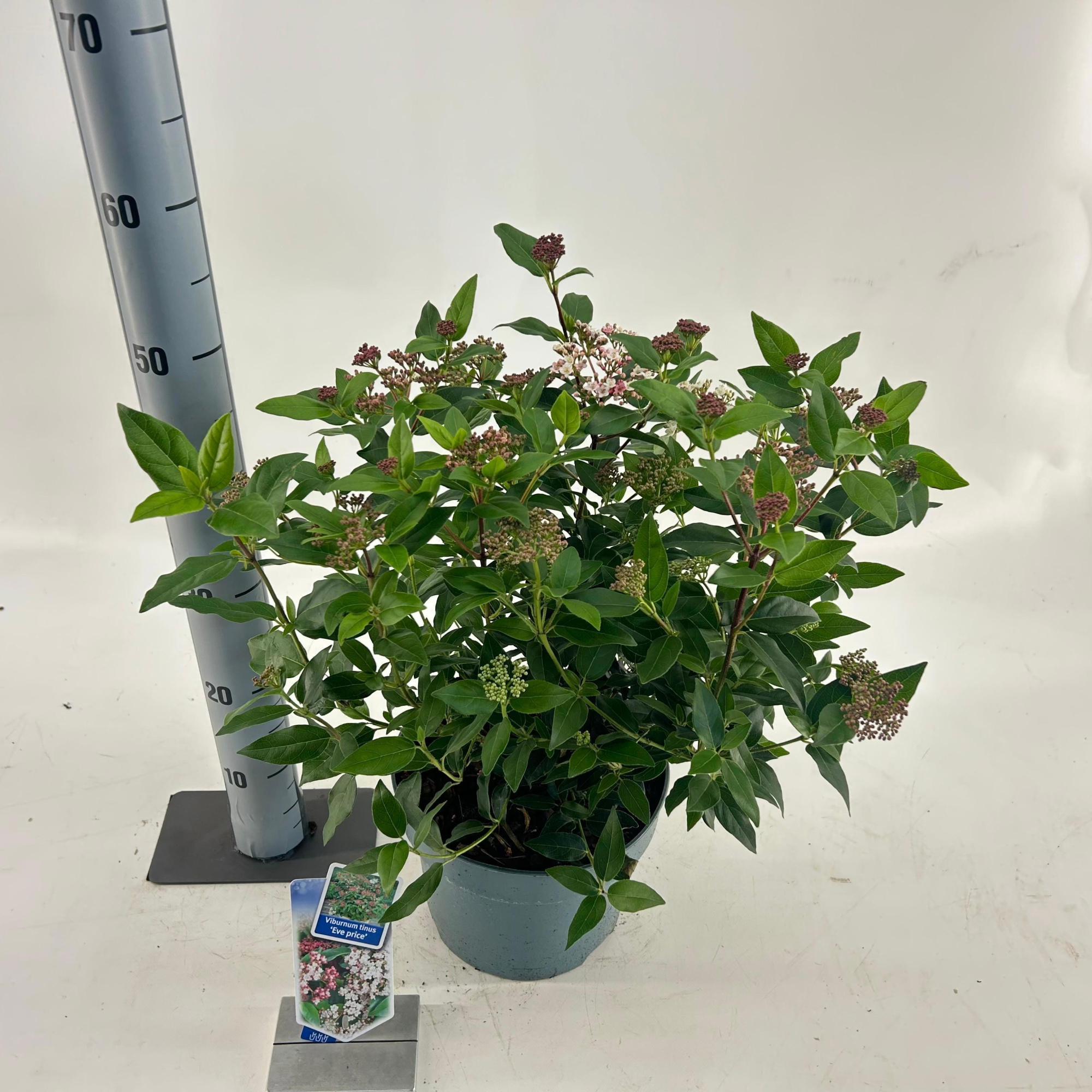 Viburnum tinus ‘Eve Price’, D 23