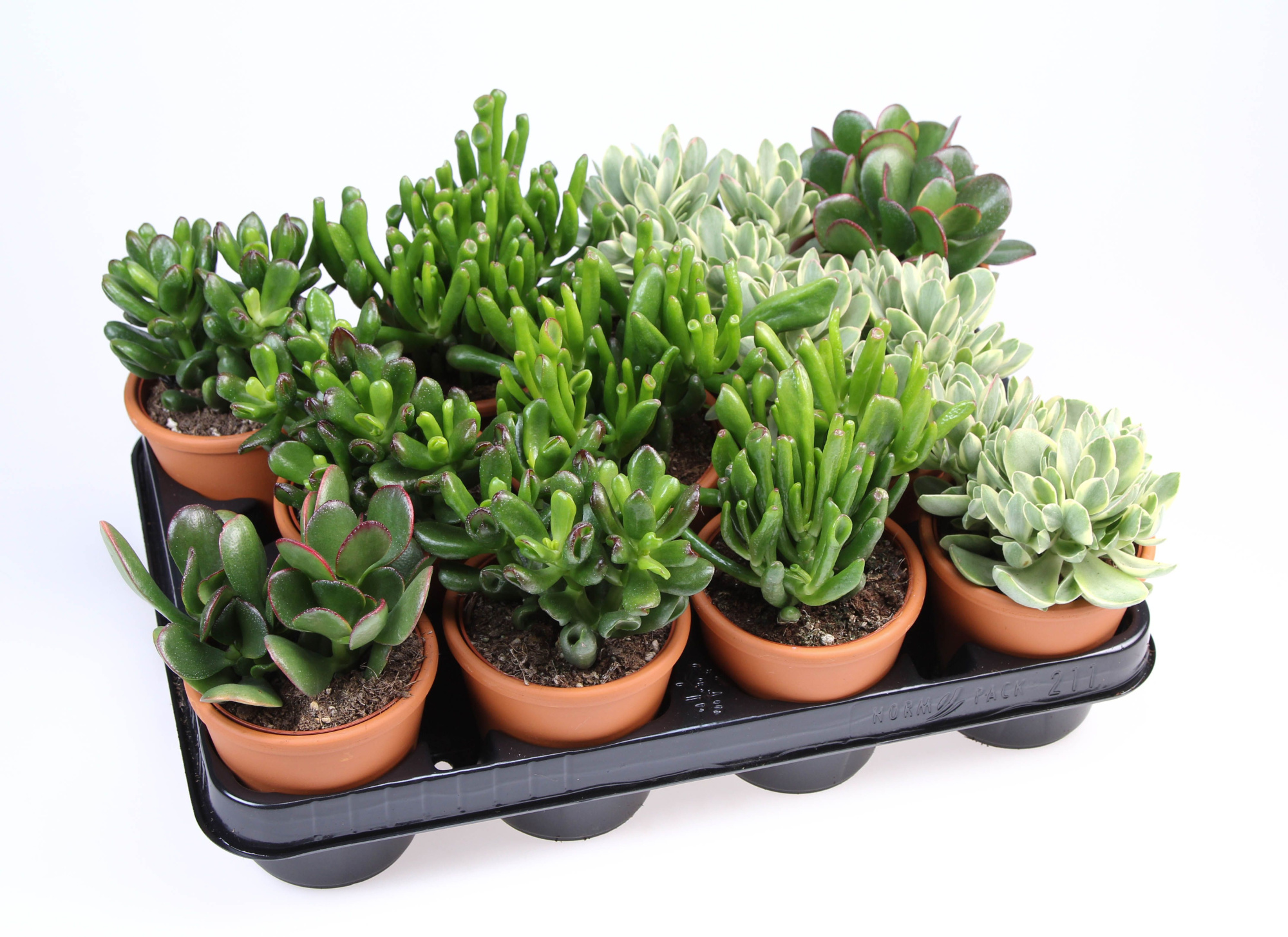 Crassula mix in Rozenpot, D 8,5 cm