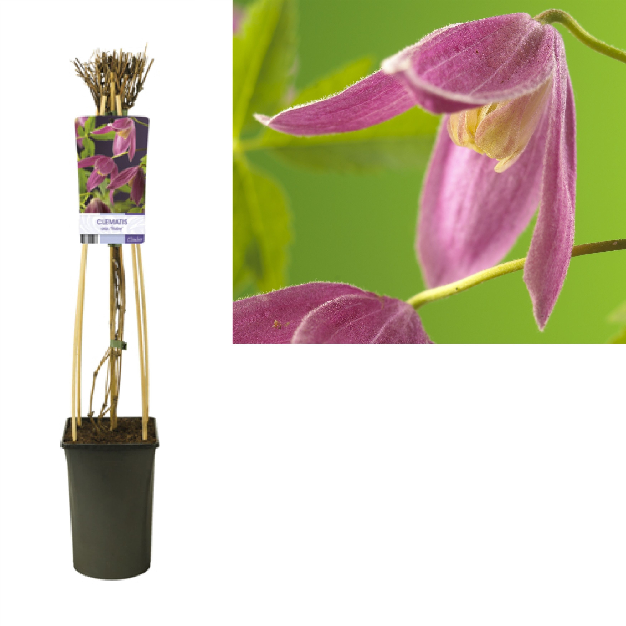 Clematis alp. 'Ruby' +light label, D 17 cm