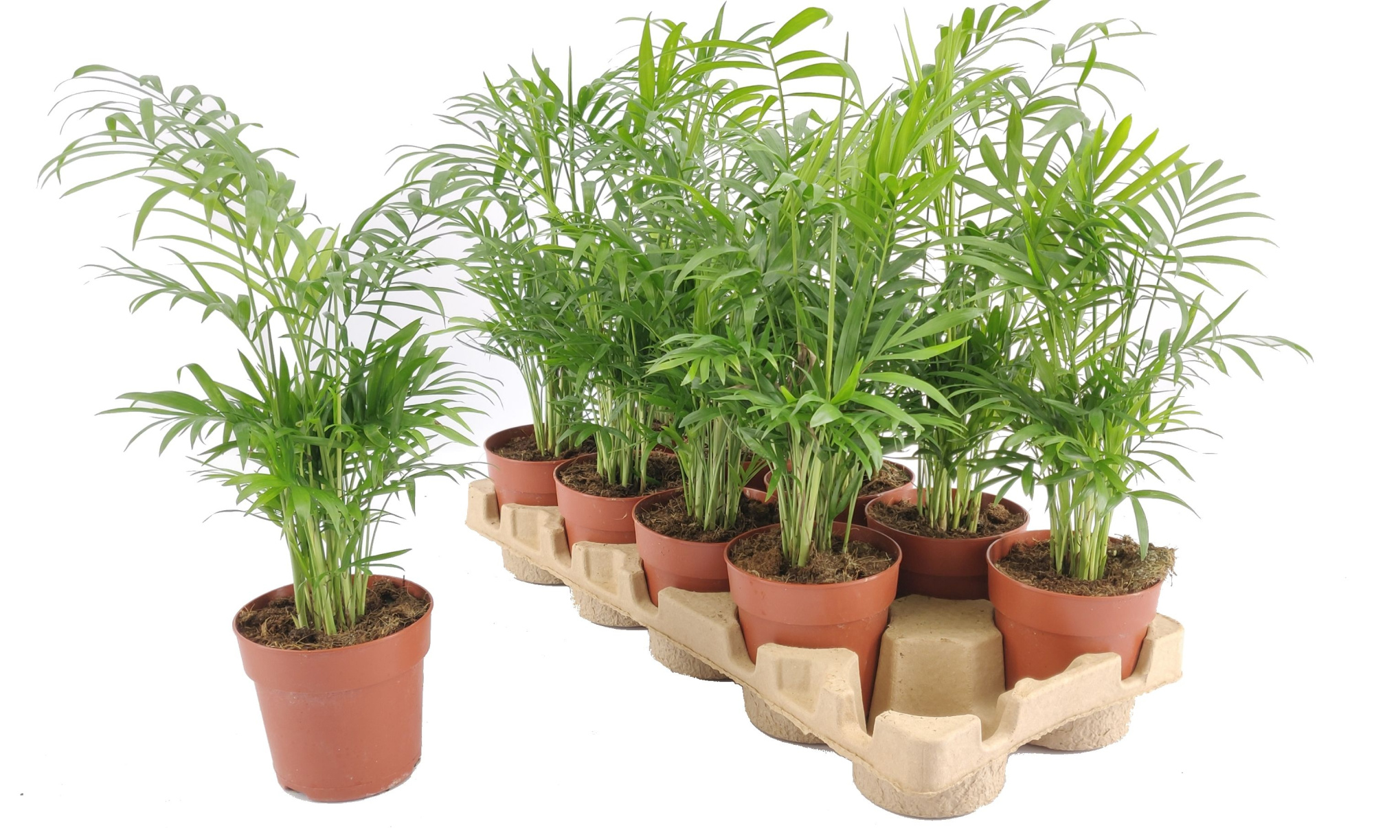 Chamaedorea Elegans p12 fust karton, D 12 cm