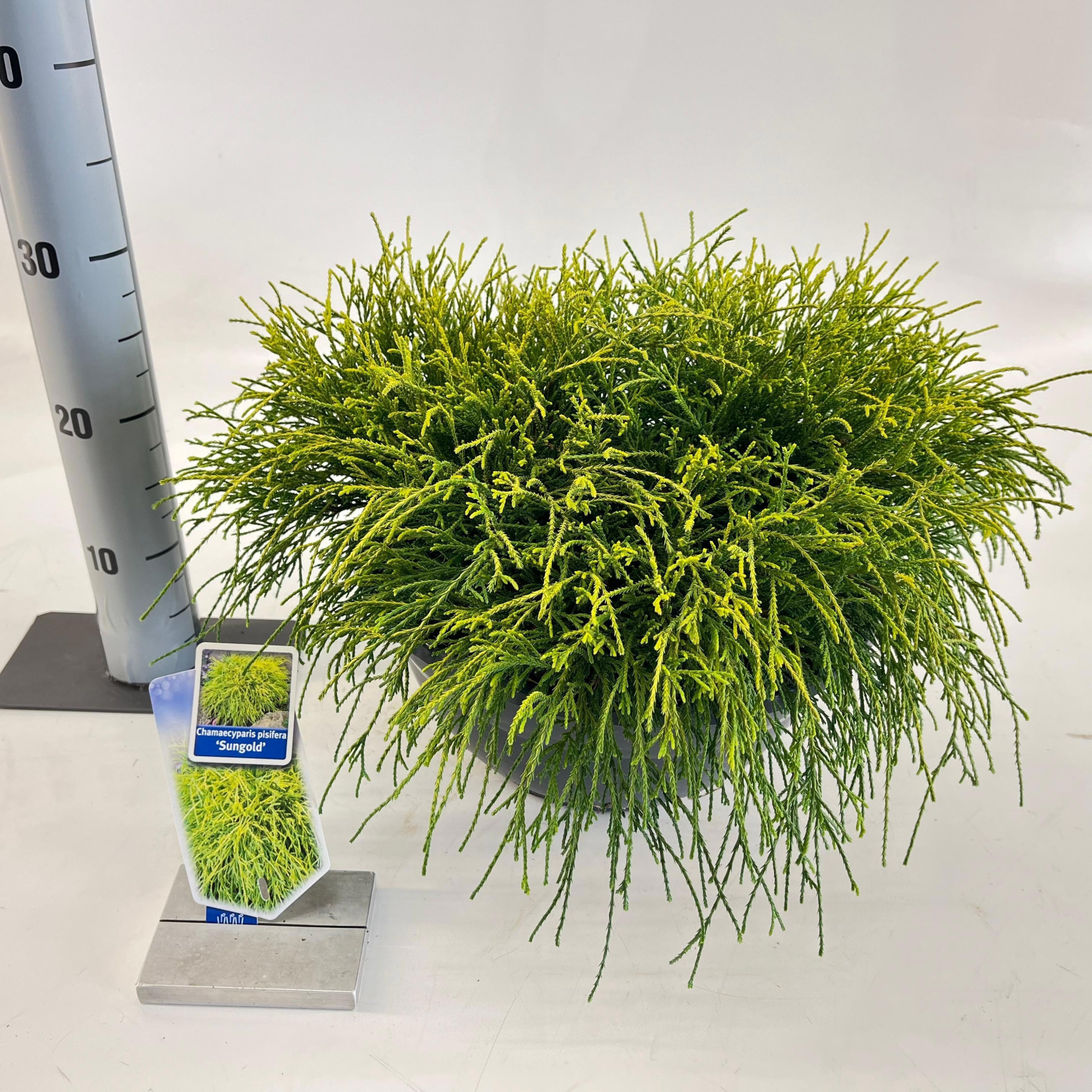 Chamaecyparis p. ‘Sungold’, D 33 cm