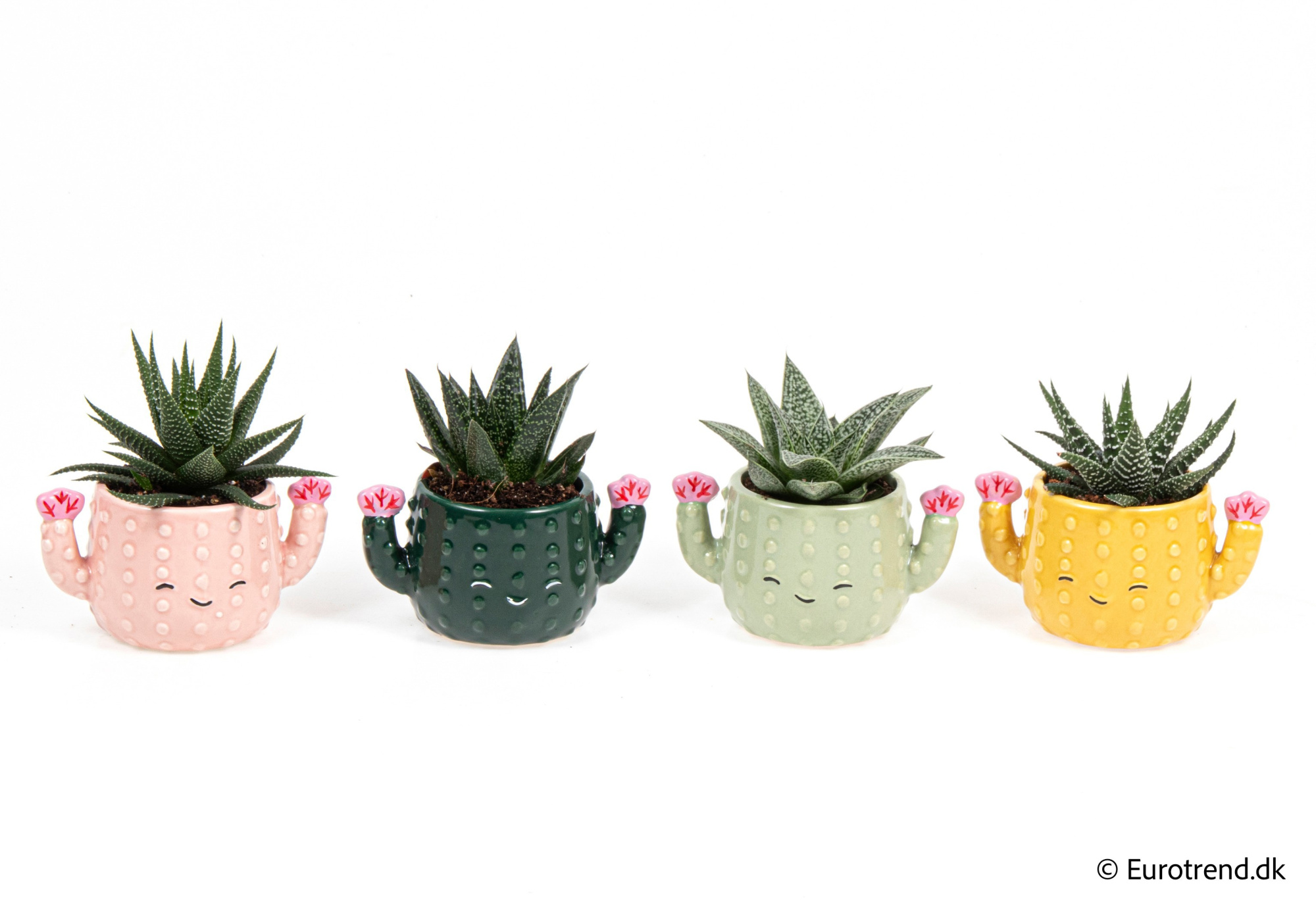 Succulent Mix in New Look ceramic 2026, D 6