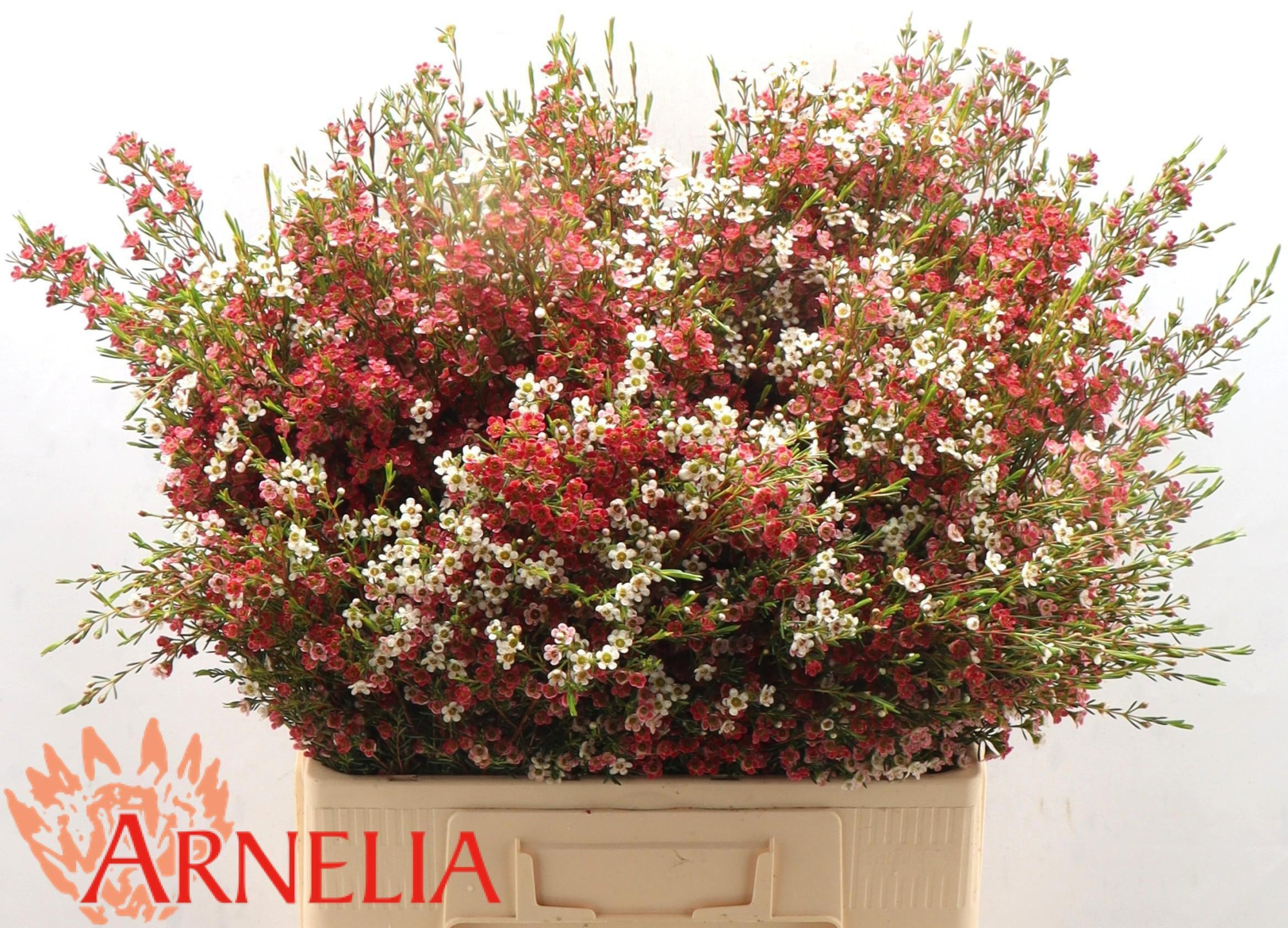 Шамелациум Май Свит Сикстин 60, шт.