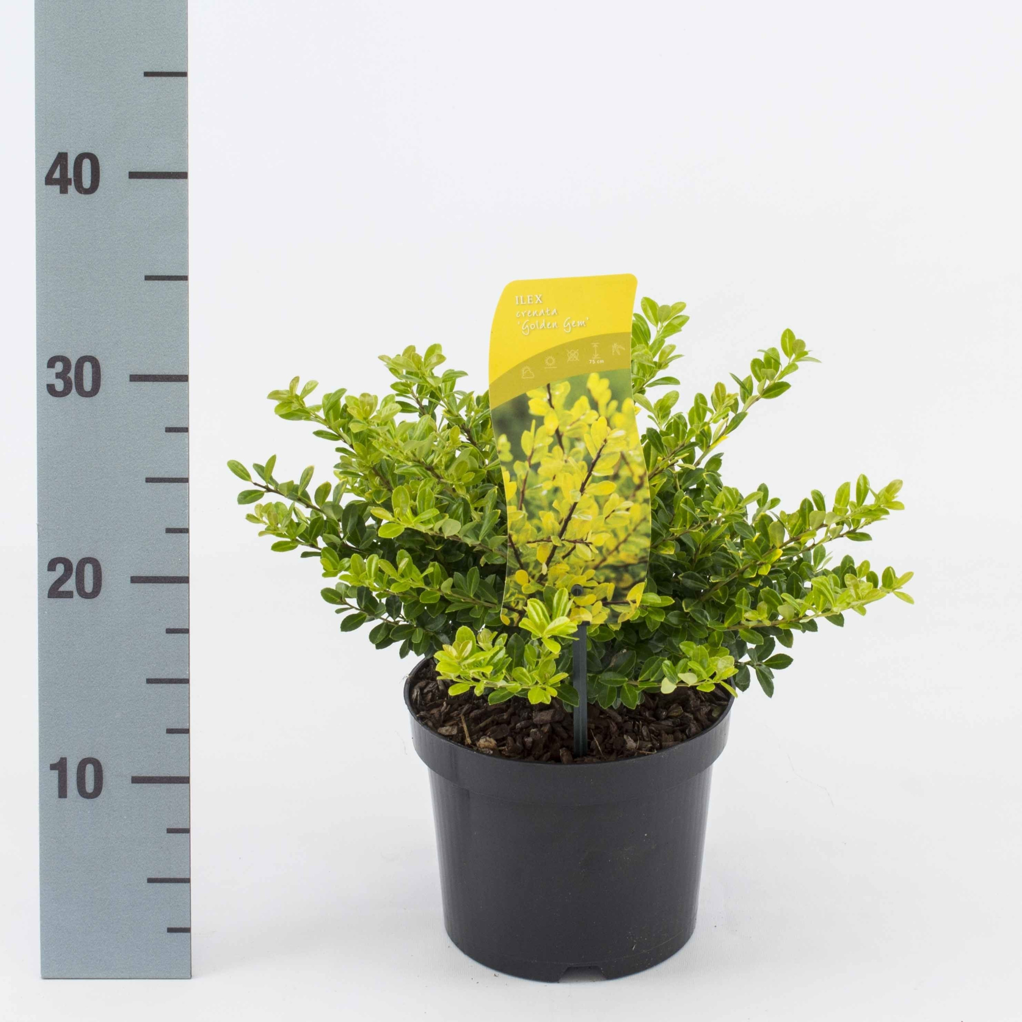 Ilex crenata Golden Gem, D 17 cm