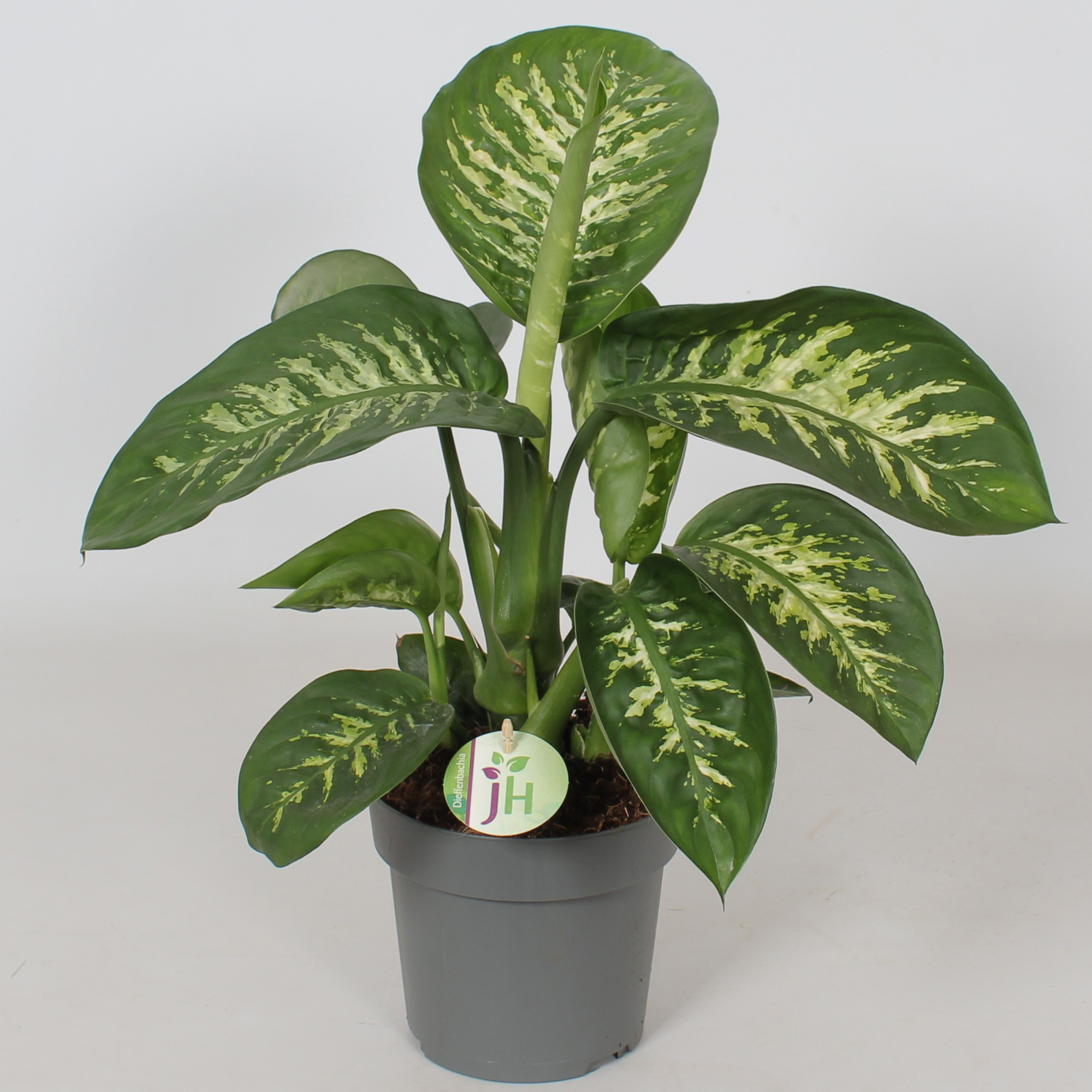 Dieffenbachia 'Reeva', D 17