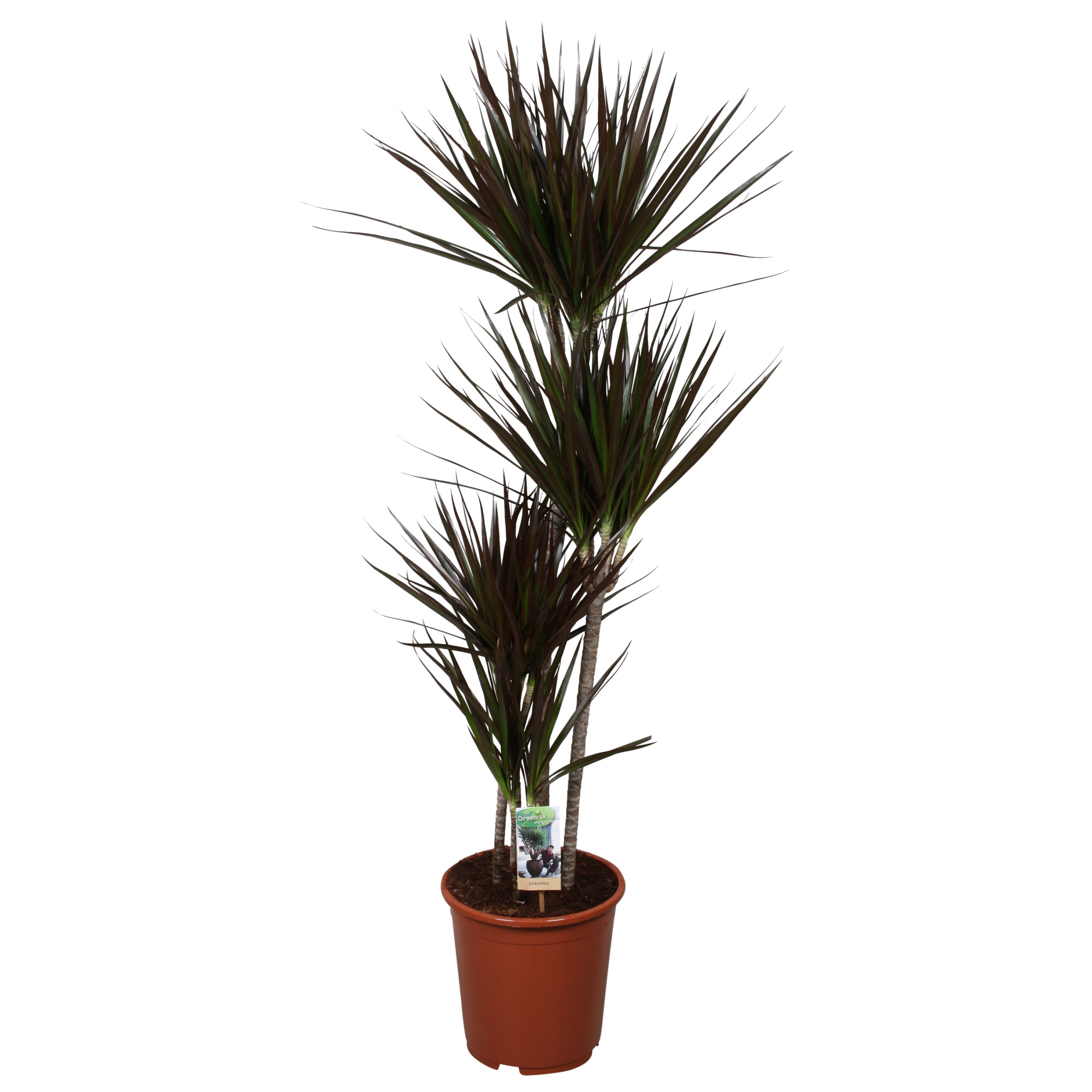 Dracaena Magenta 90-60-30-15, D 27