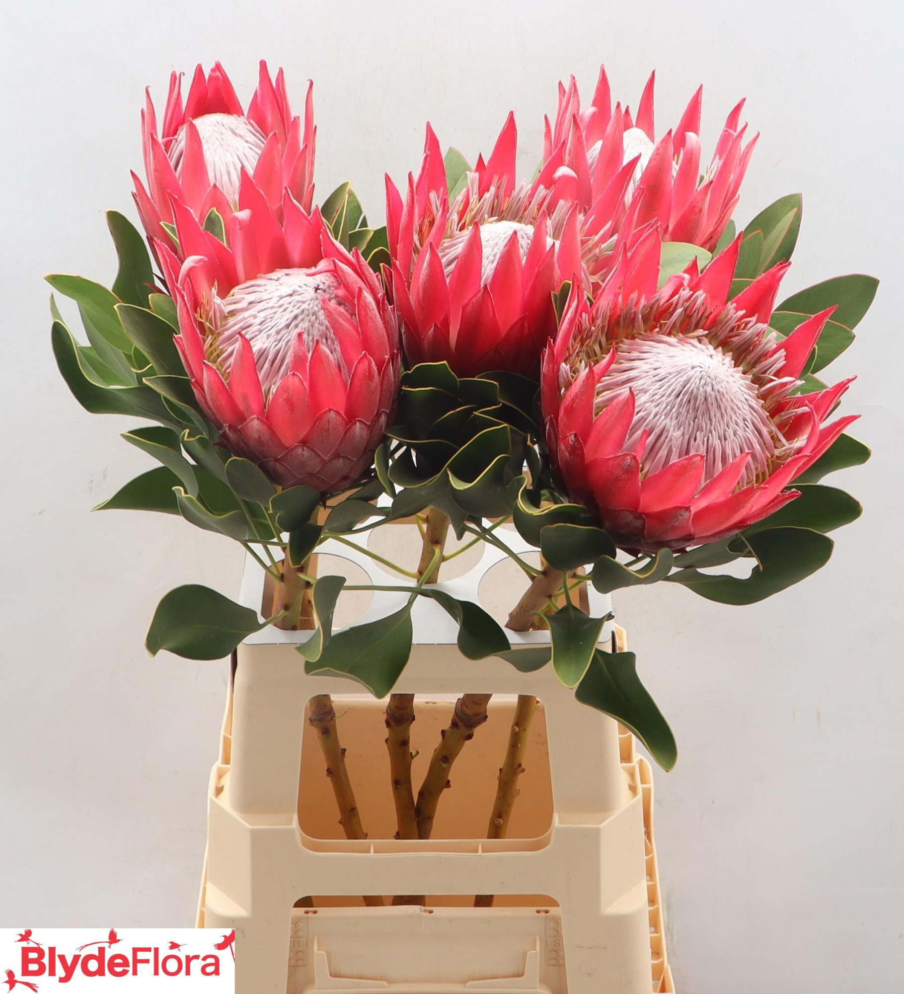 Протея Цинароидес Мадиба 70, шт.