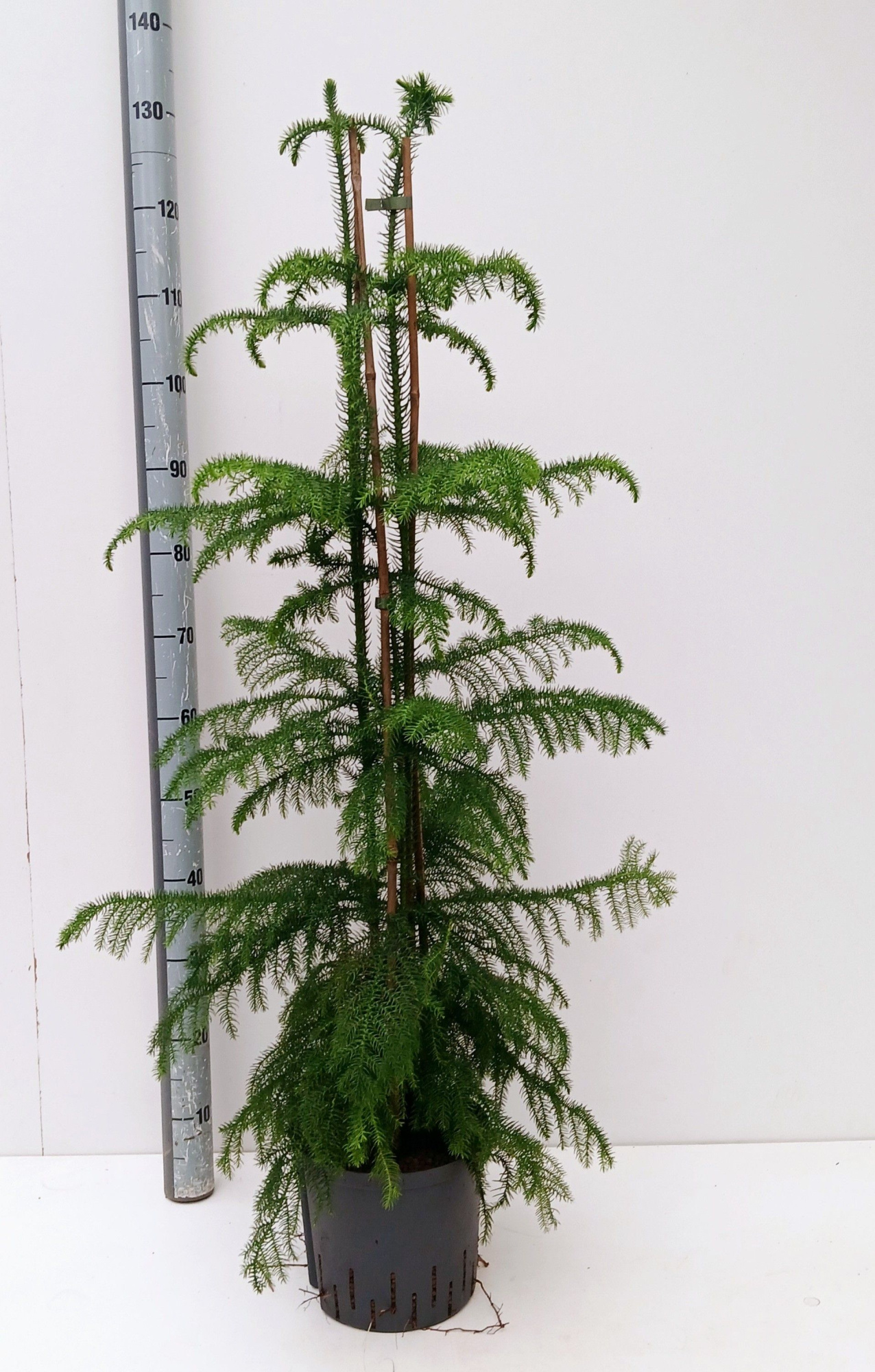 araucaria hydro, D 22 cm