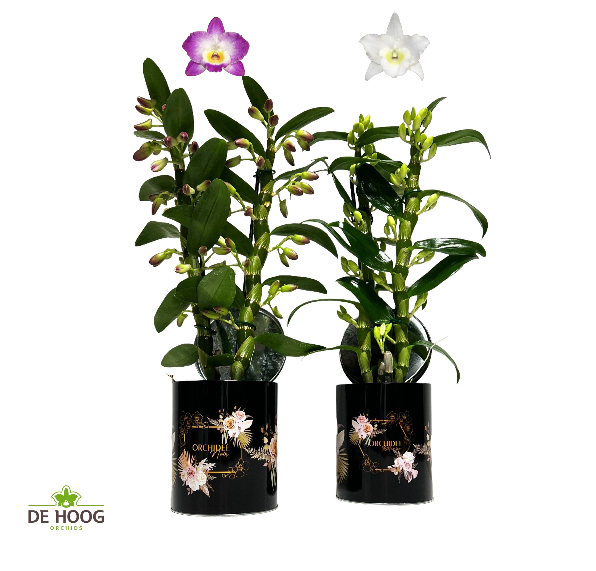 Dendrobium Nobile Mix 2 stam 12+ tros in Blik met print, D 12