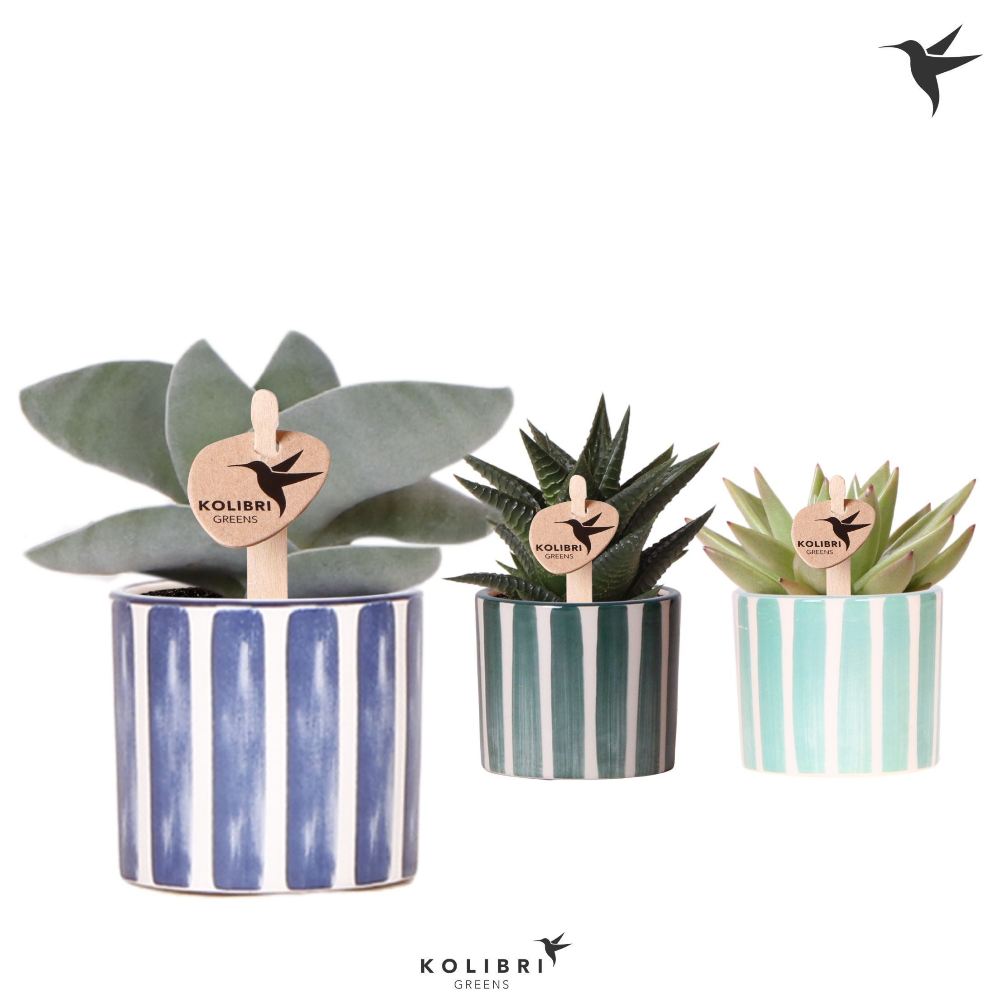 Kolibri Greens Succulenten mix in Painted Stripe pot blue mix, D 6
