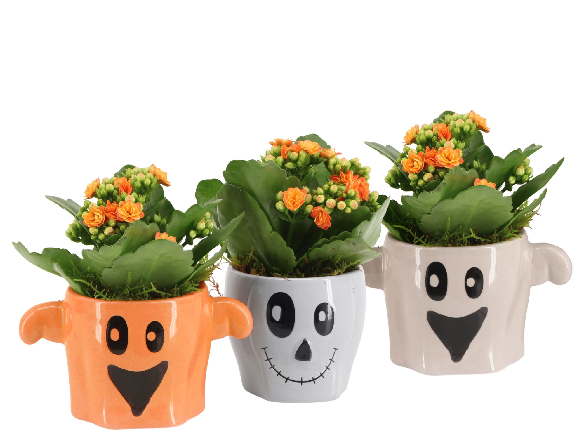 83271: Halloween arrangement, D 9 cm