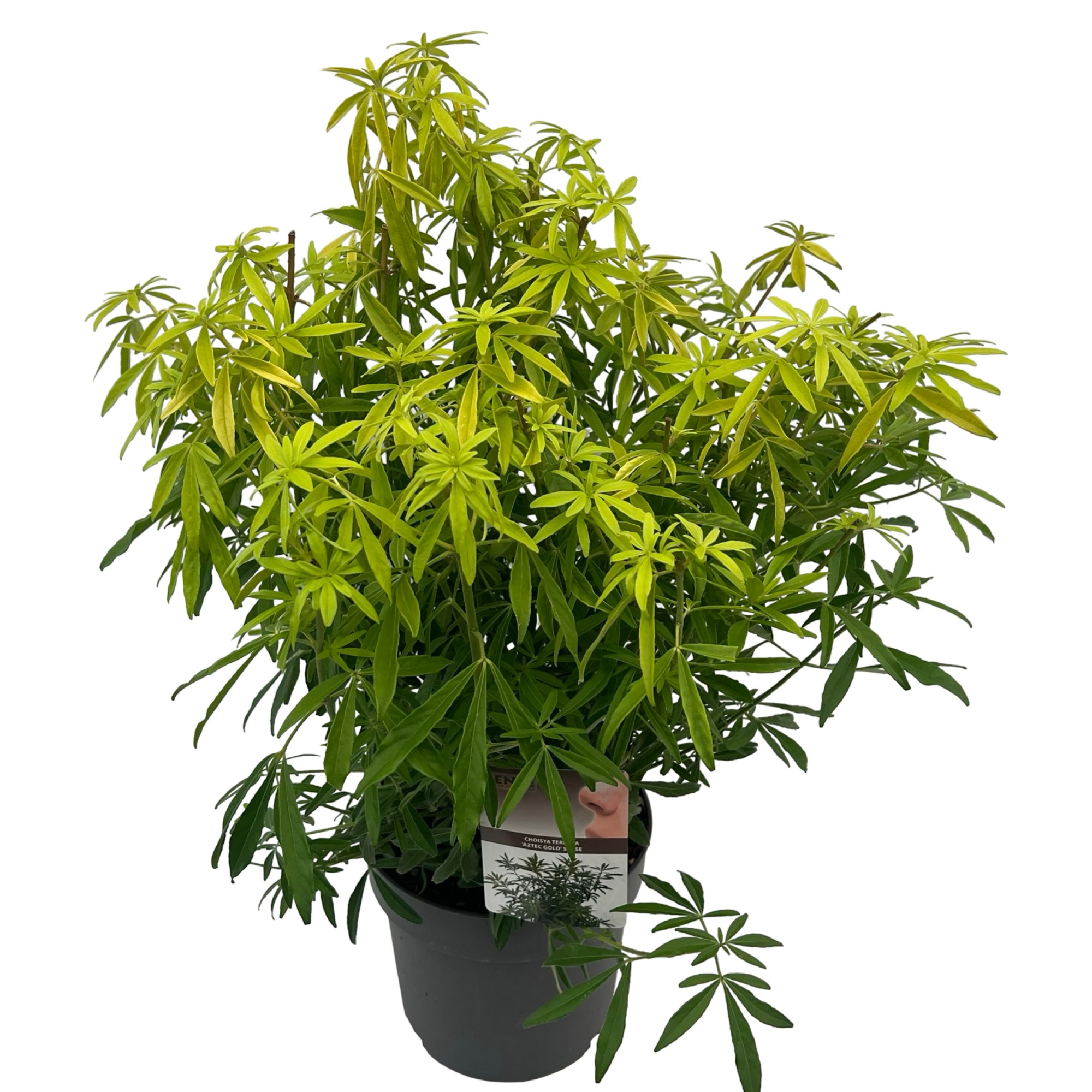 Choisya 'Aztec Gold' ® sense, D 23