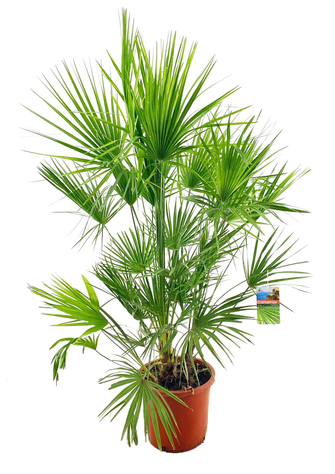 Chamaerops humilis, D 35